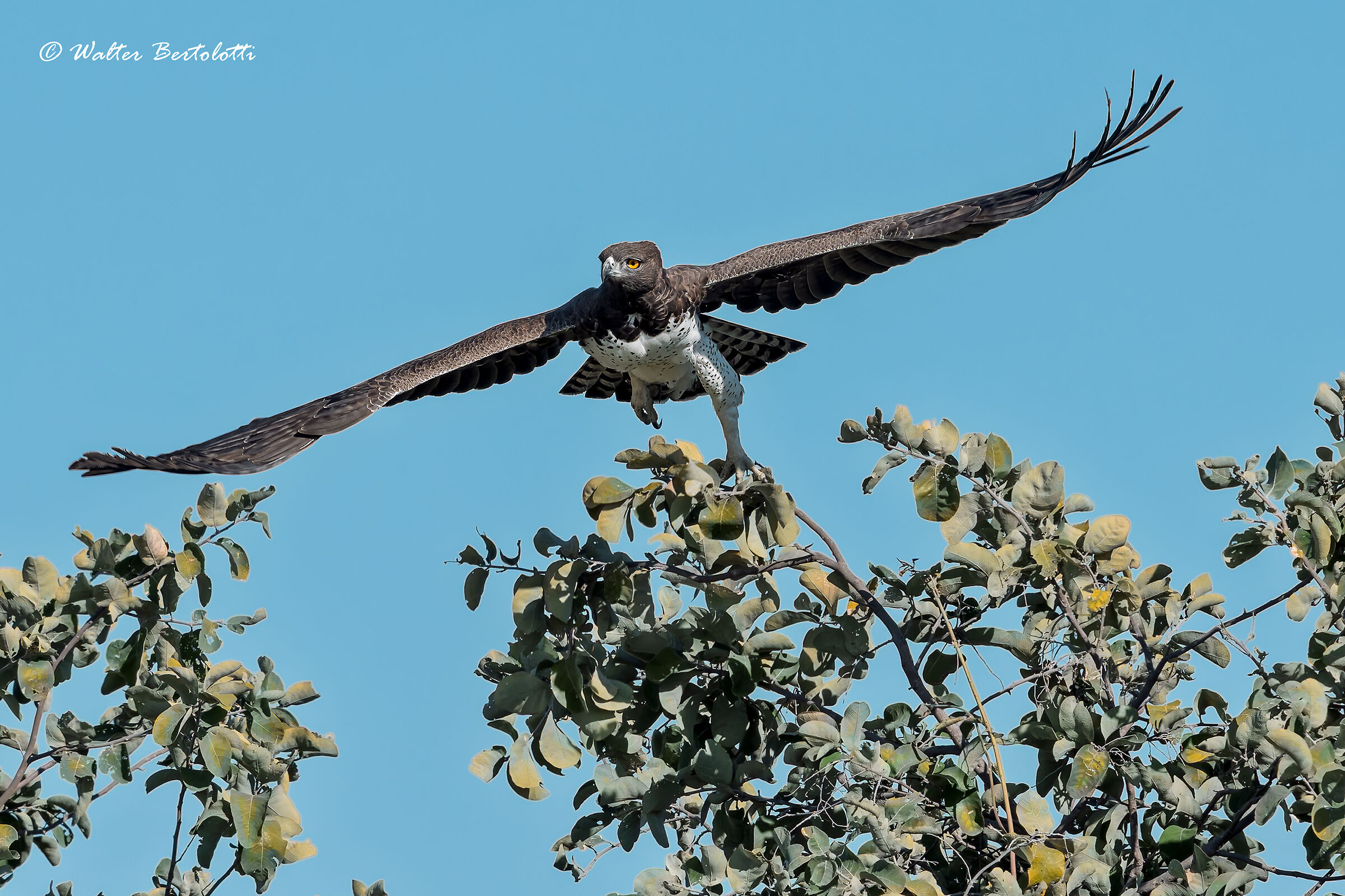 The detachment of the Martial Eagle