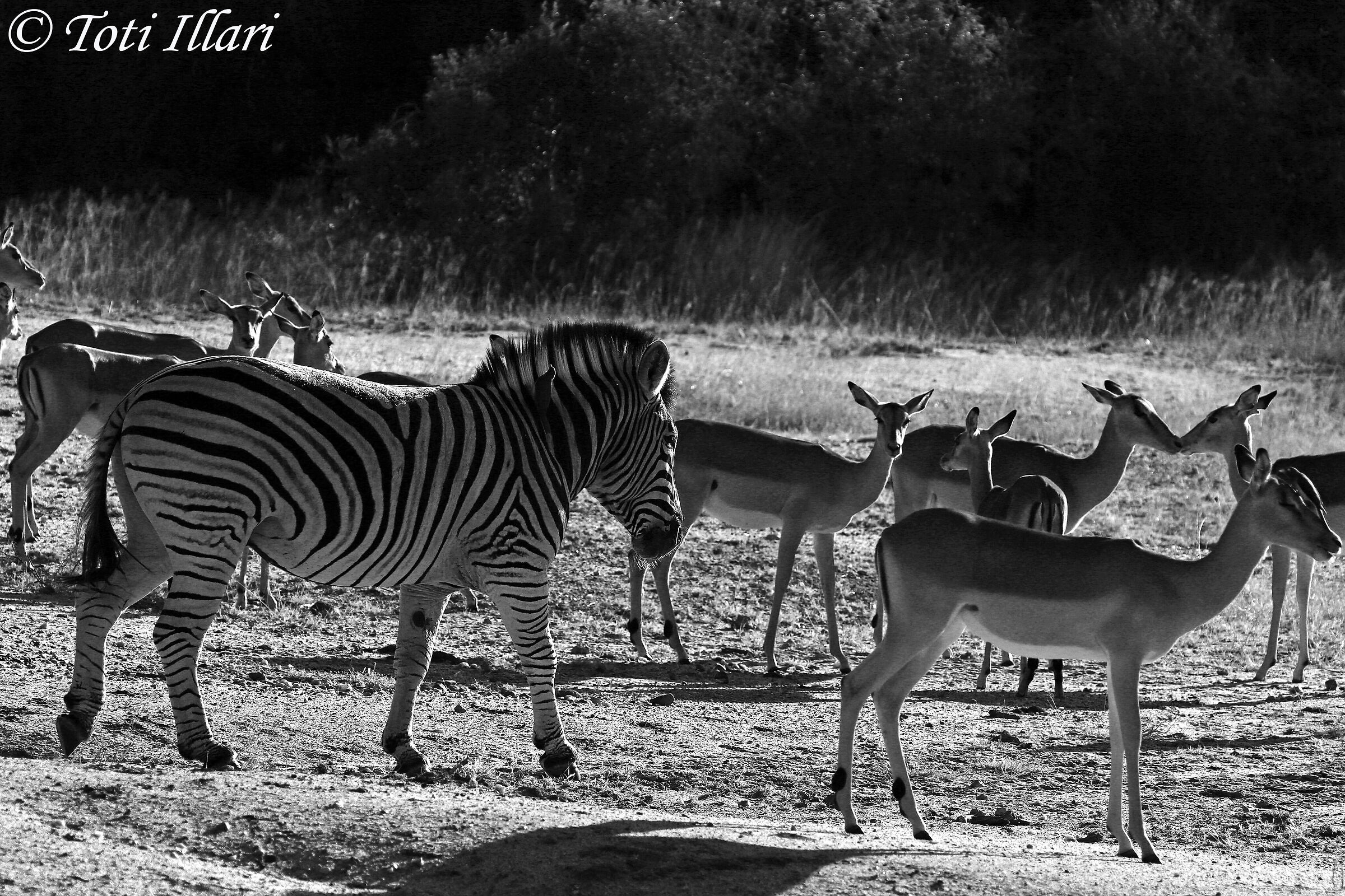 zebra e impala femmine