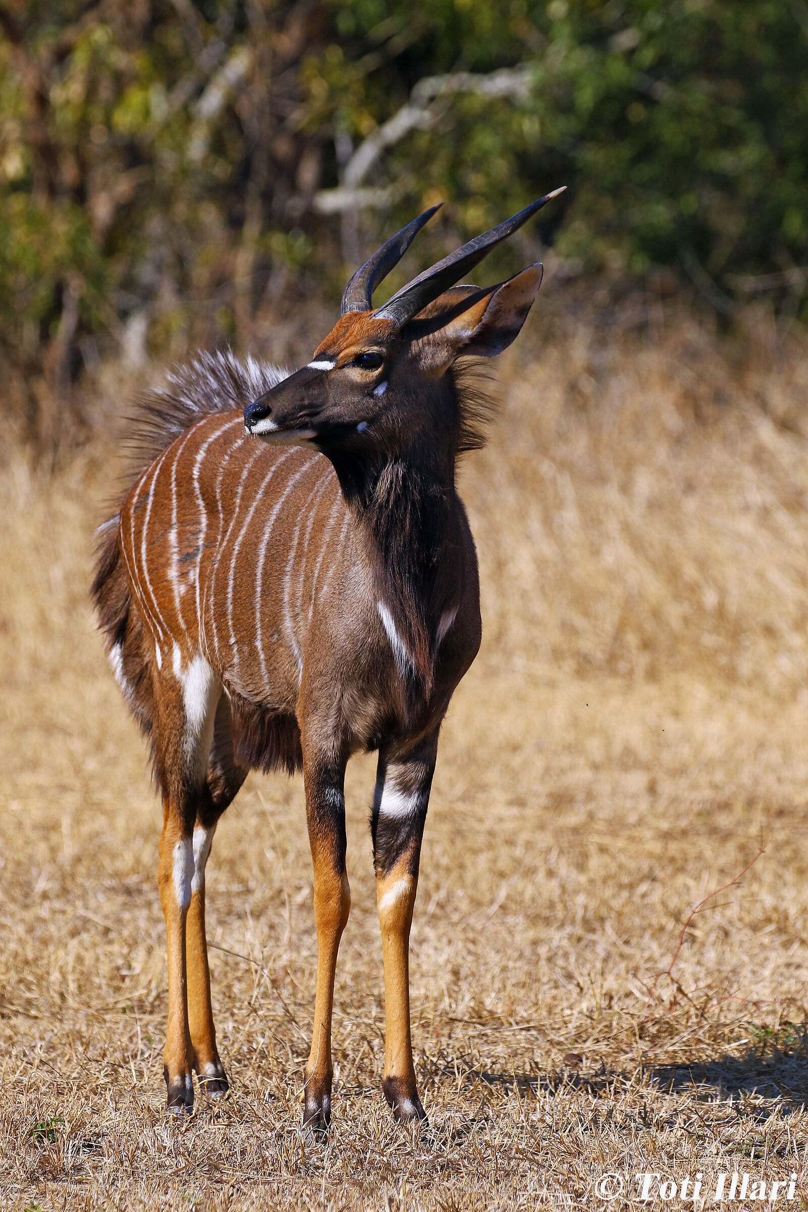 impala maschio
