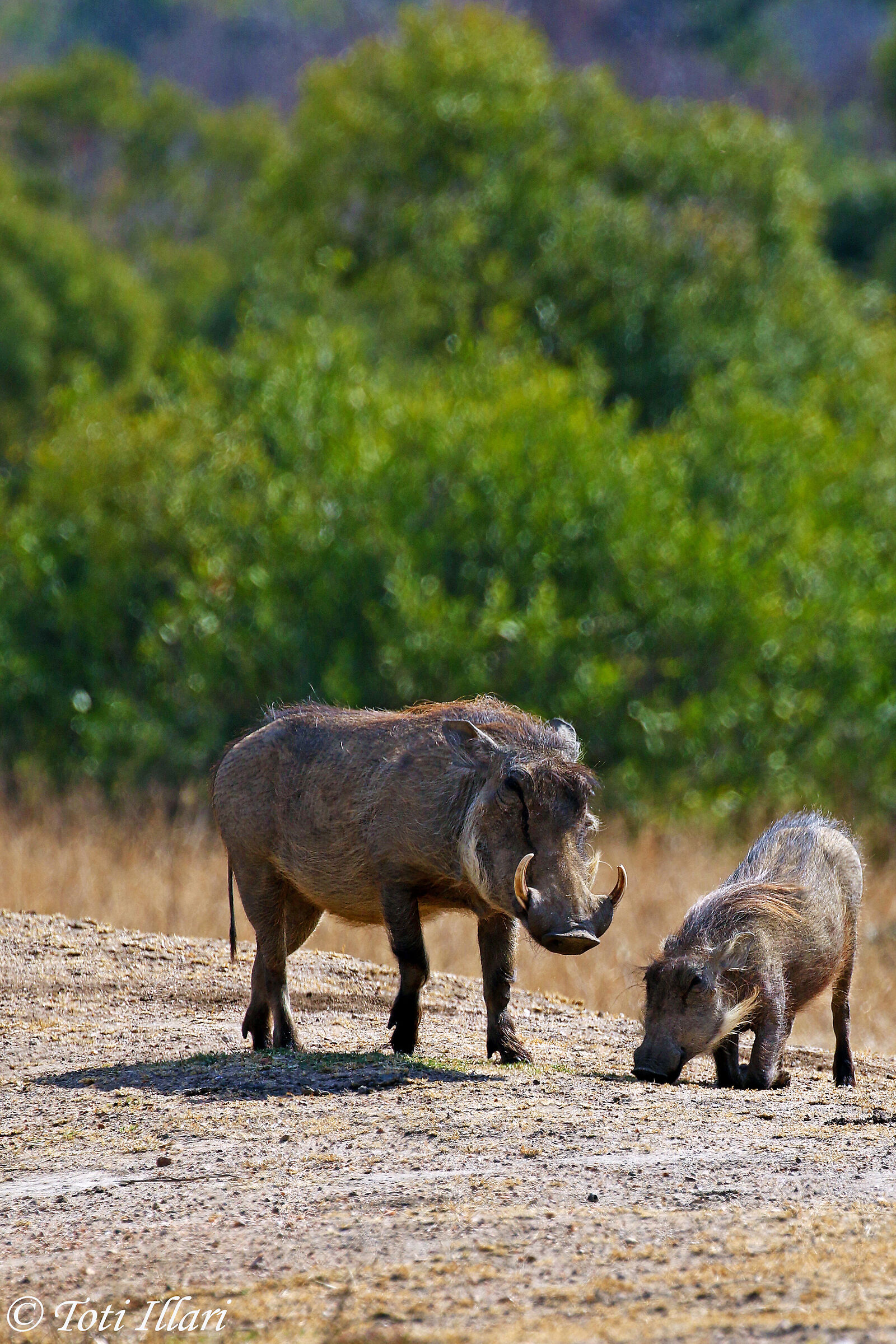 piccoli Pumba (facoceri)