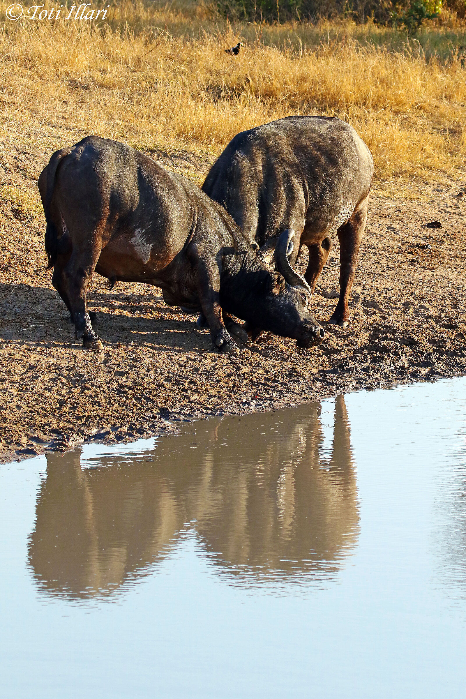 scaramucce tra piccoli bufali