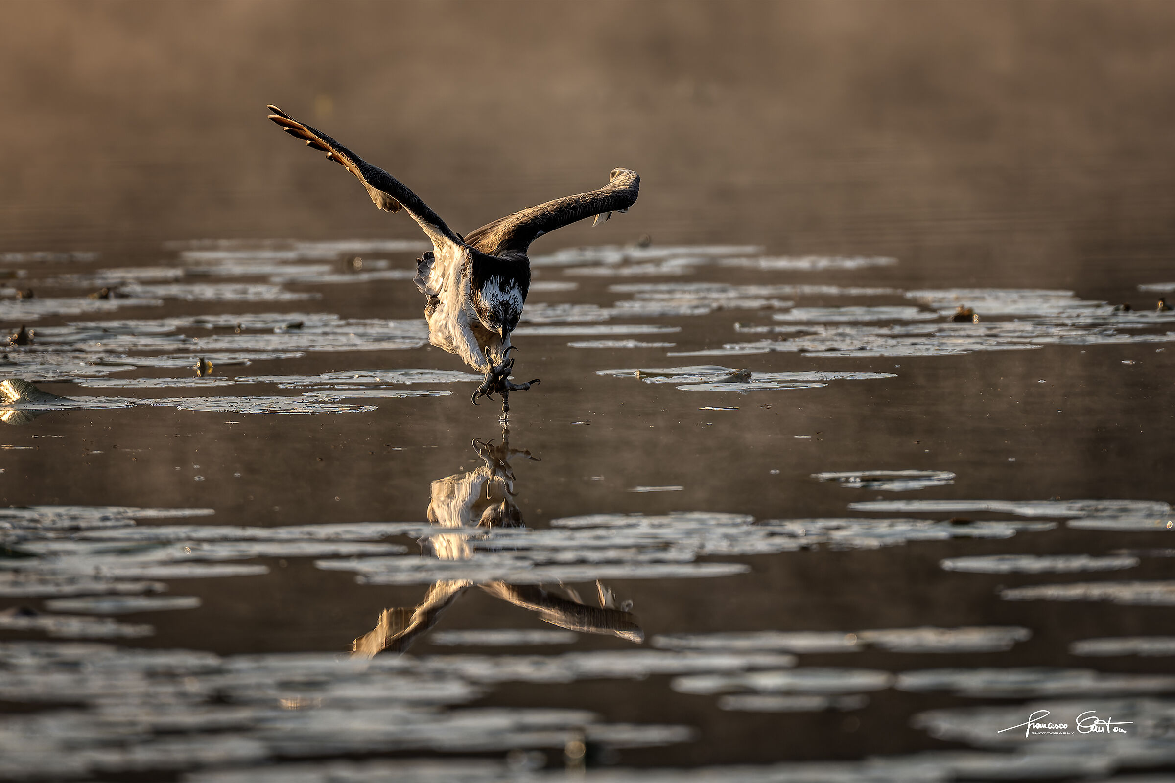 osprey