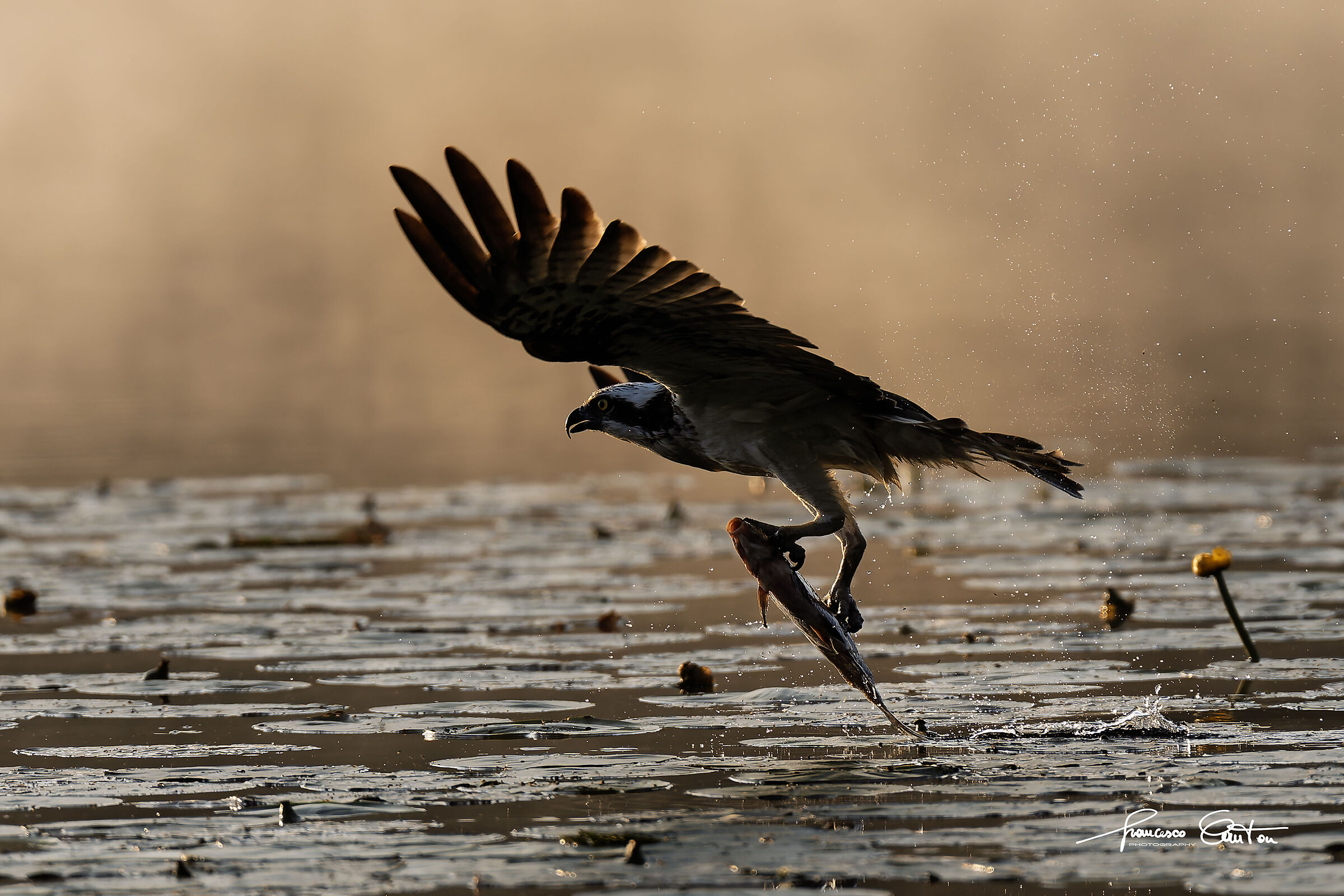 osprey