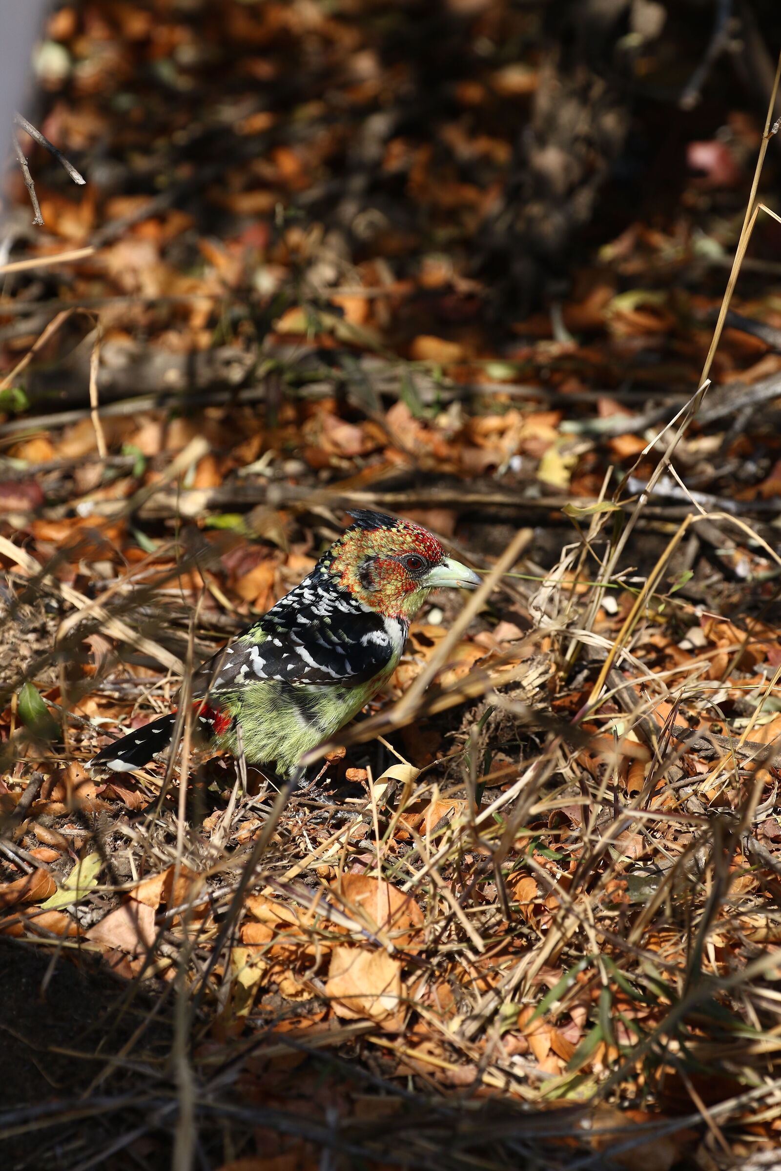 coloured african bird