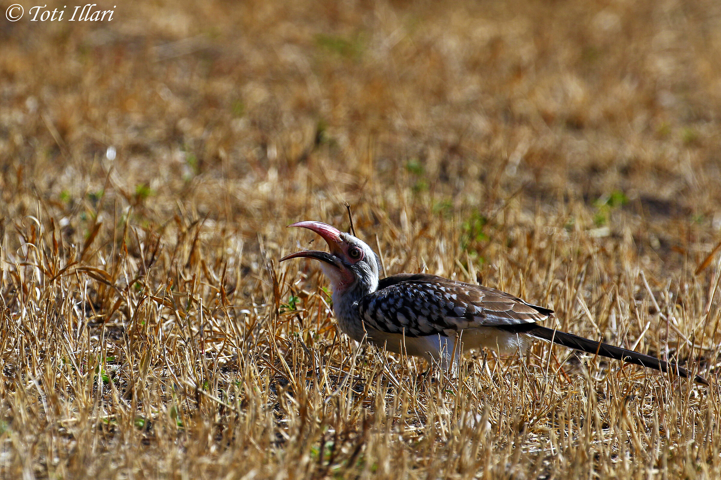 african bird eating