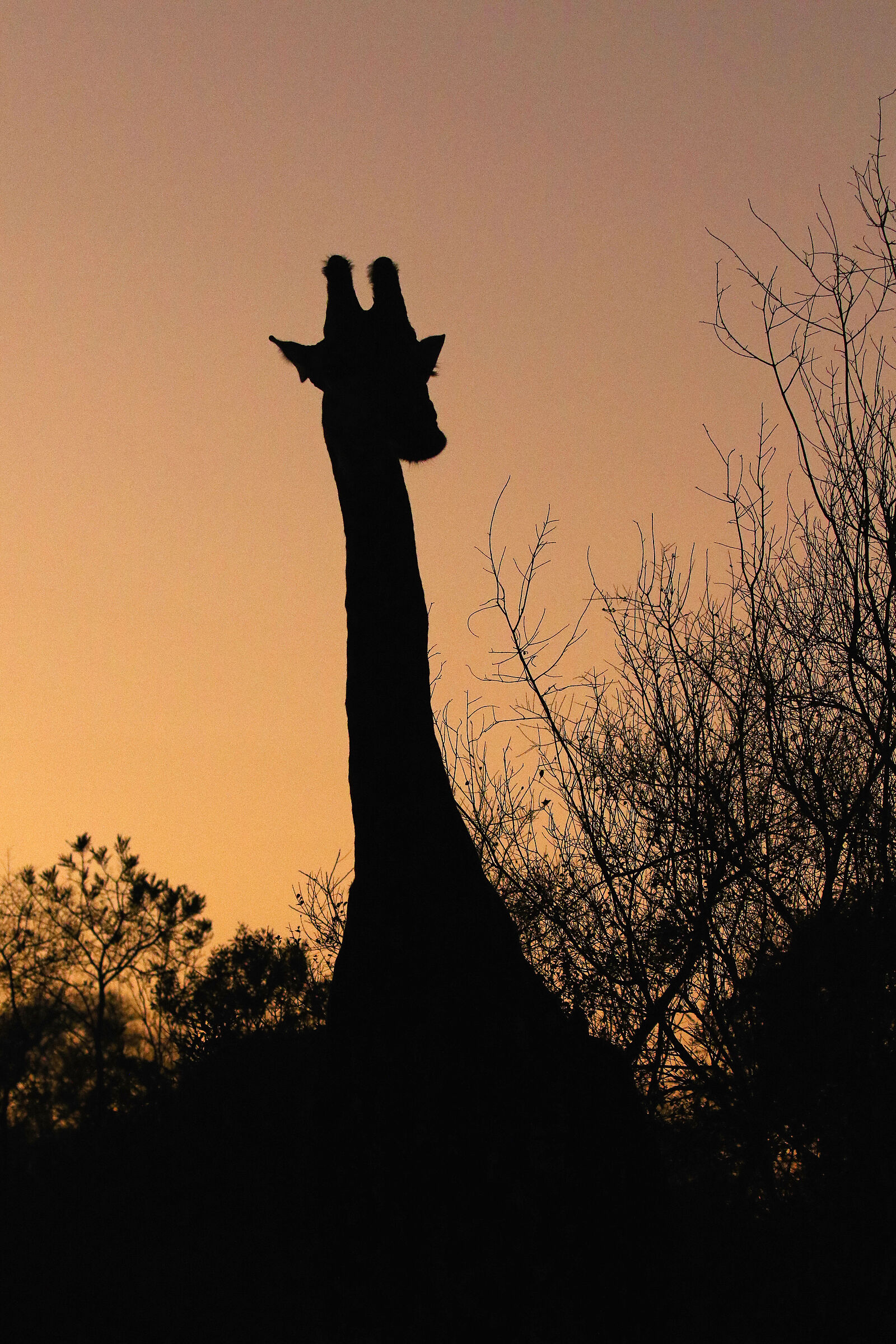 giraffa all'alba in controluce