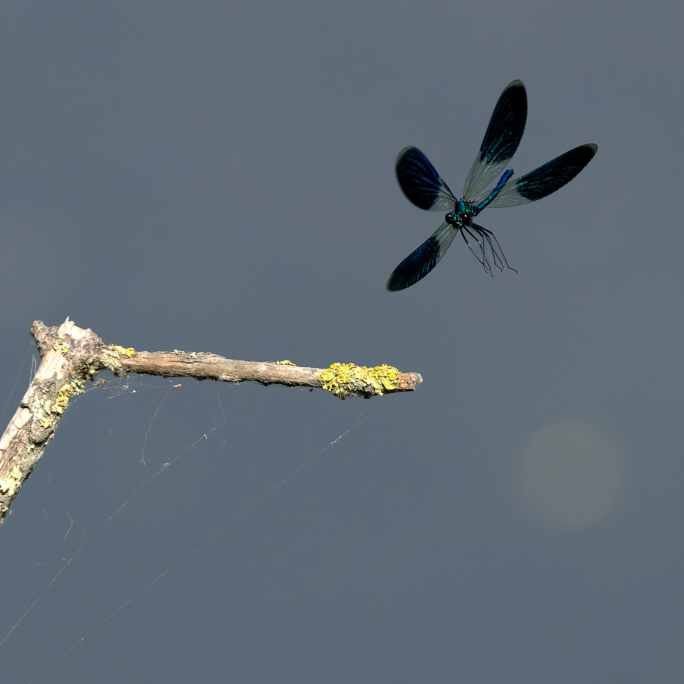 calophtherix splendens