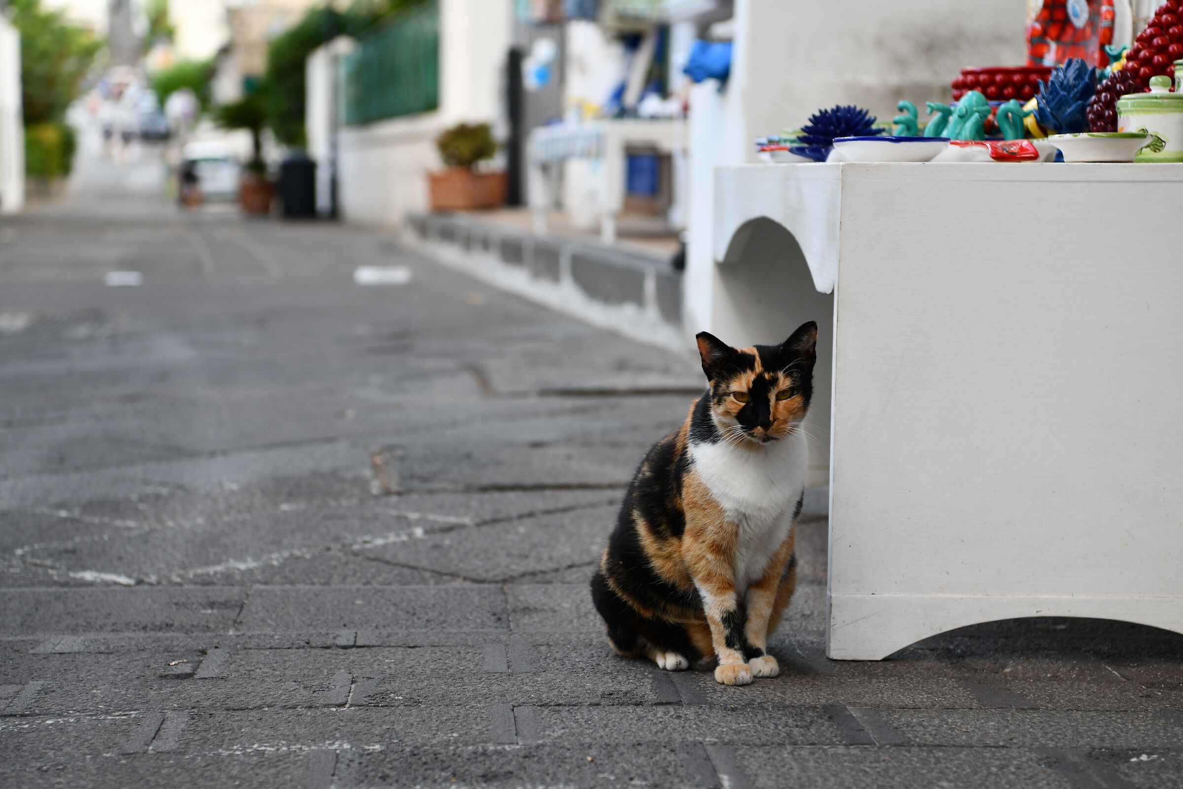 Cat of Salina