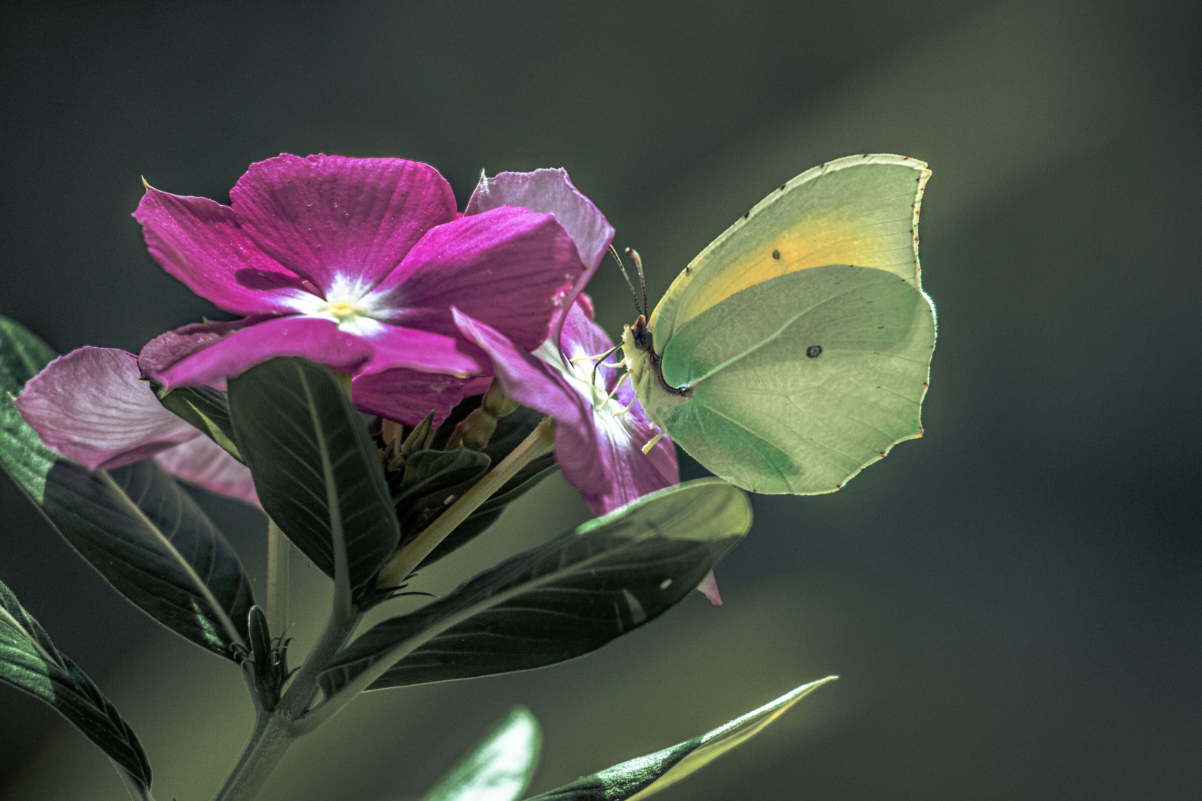 Gonepteryx cleopatra