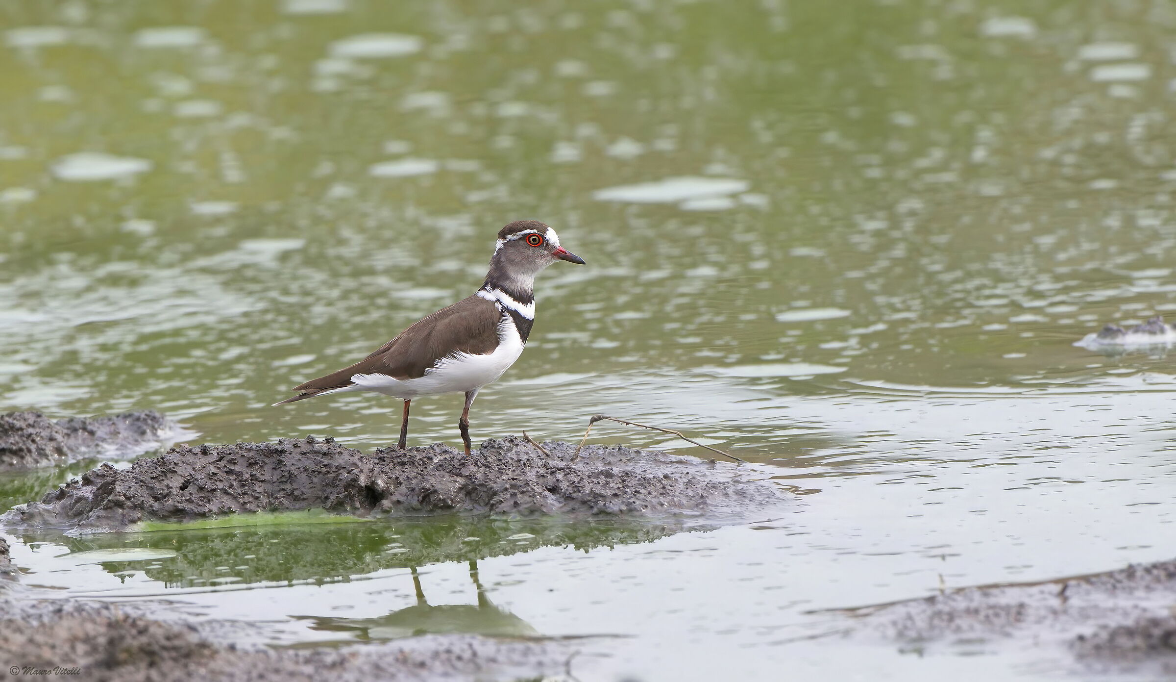 Three-collared Ringed Plover (Charadrius tricollaris)
