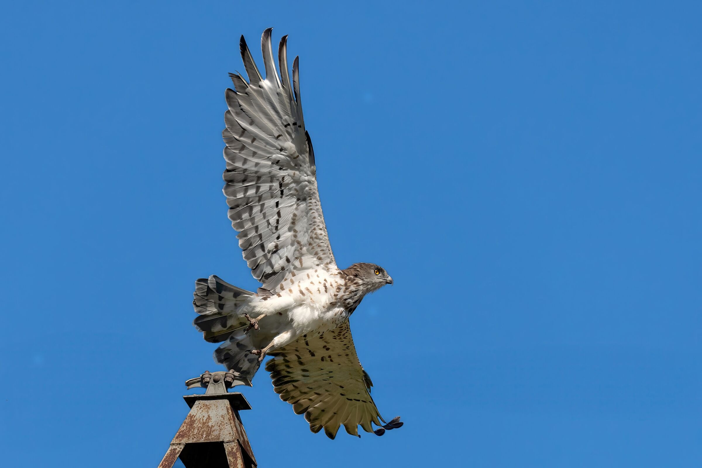Biancone o Aquila dei serpenti (Circaetus gallicus)