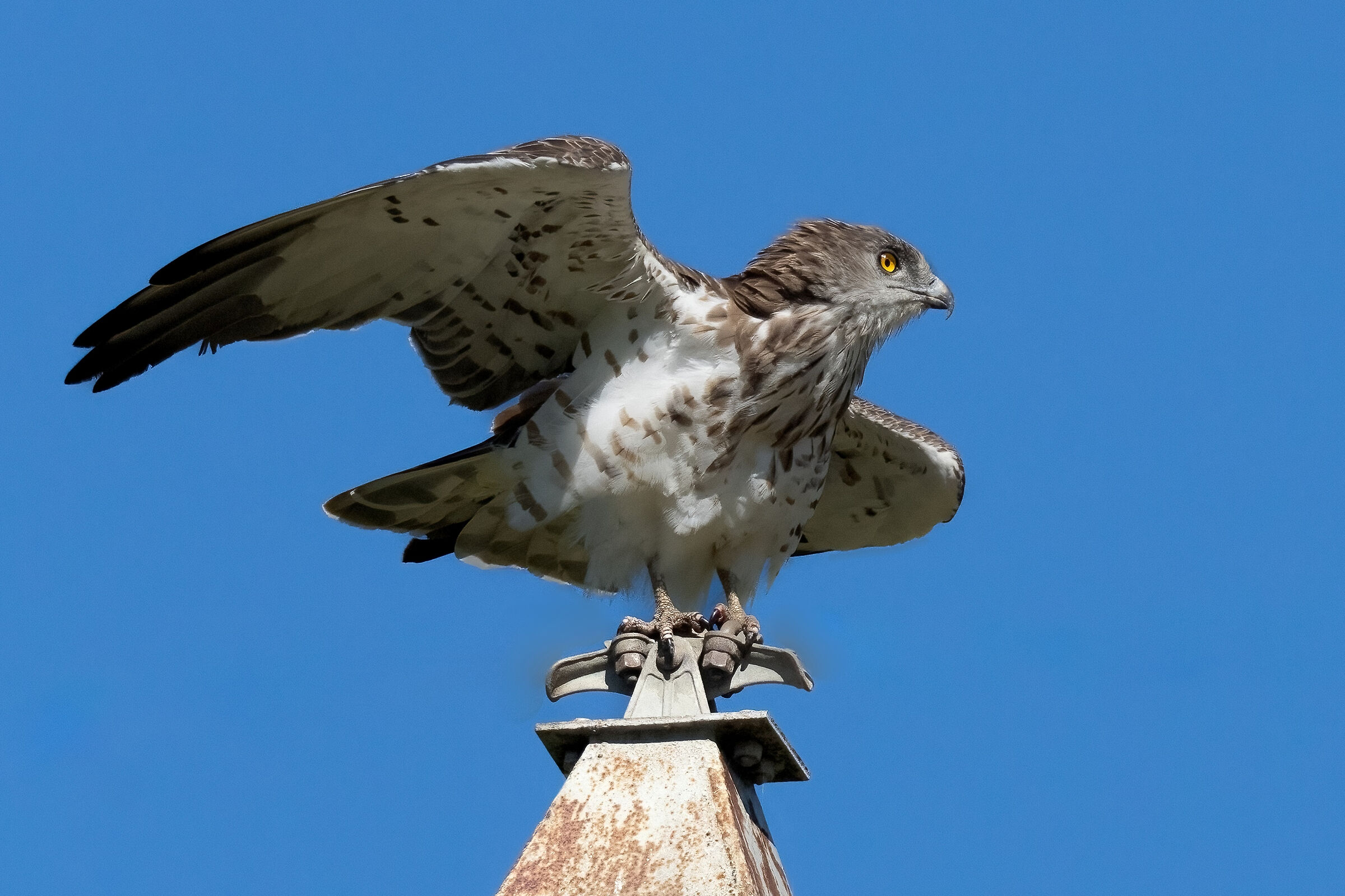 Biancone o Aquila dei serpenti (Circaetus gallicus)
