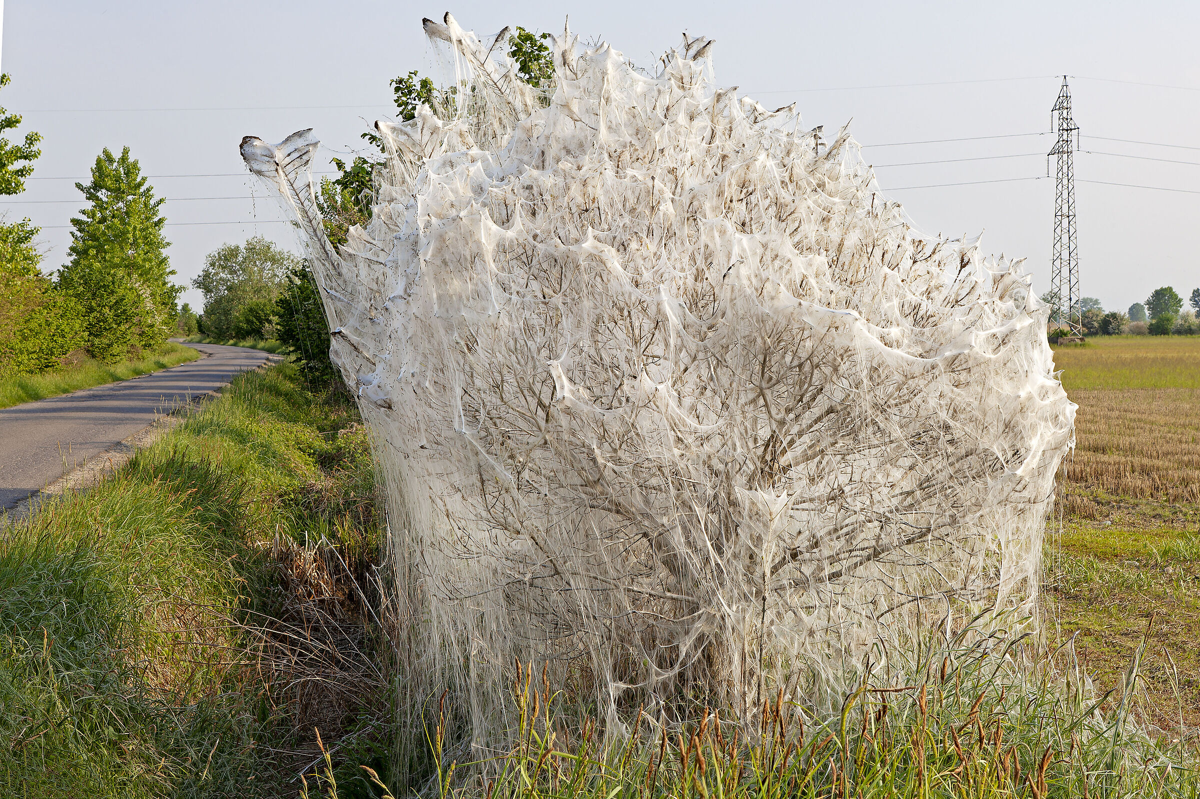 An incredible canvas woven by caterpillars.