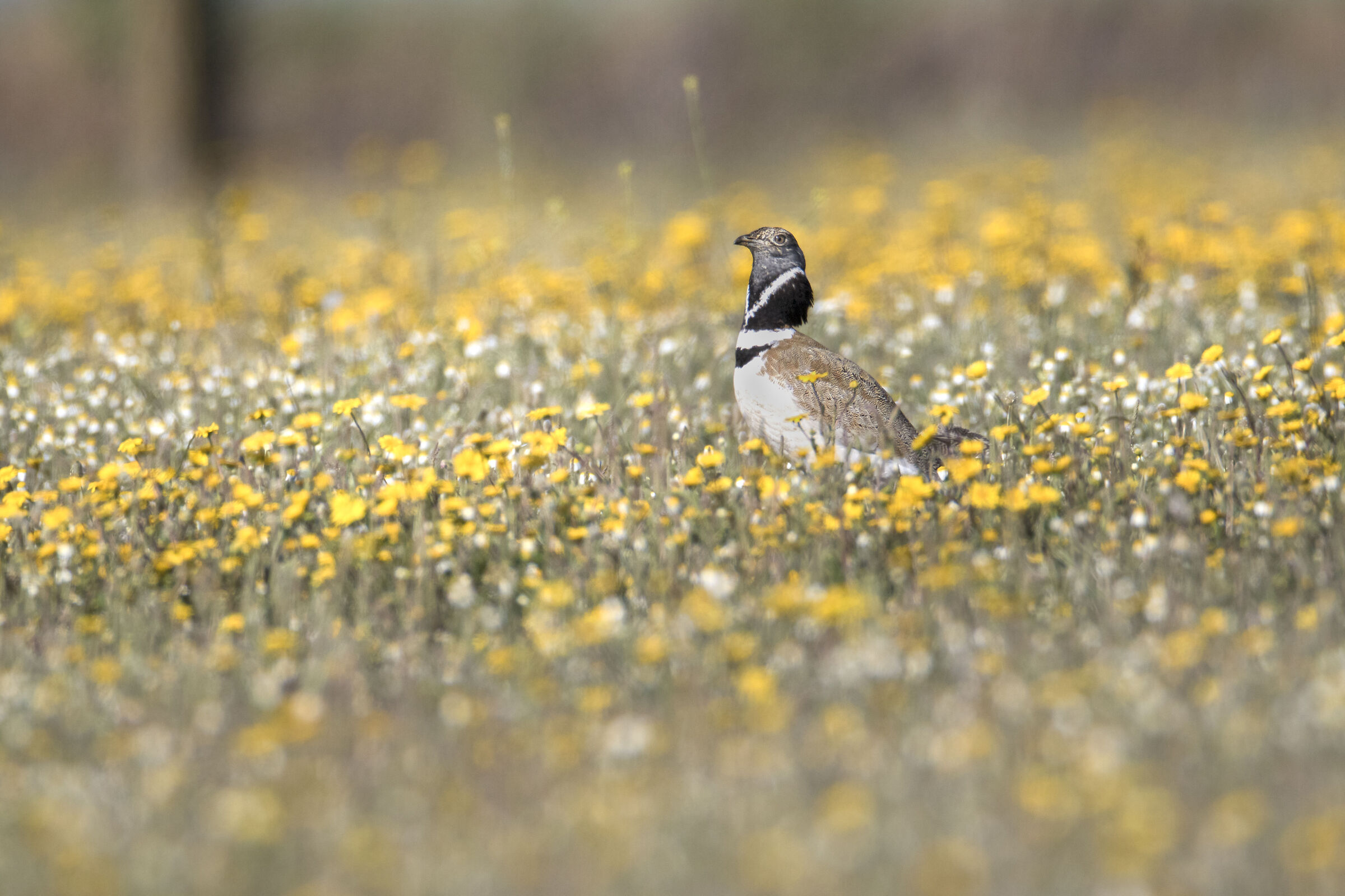 Little bustard