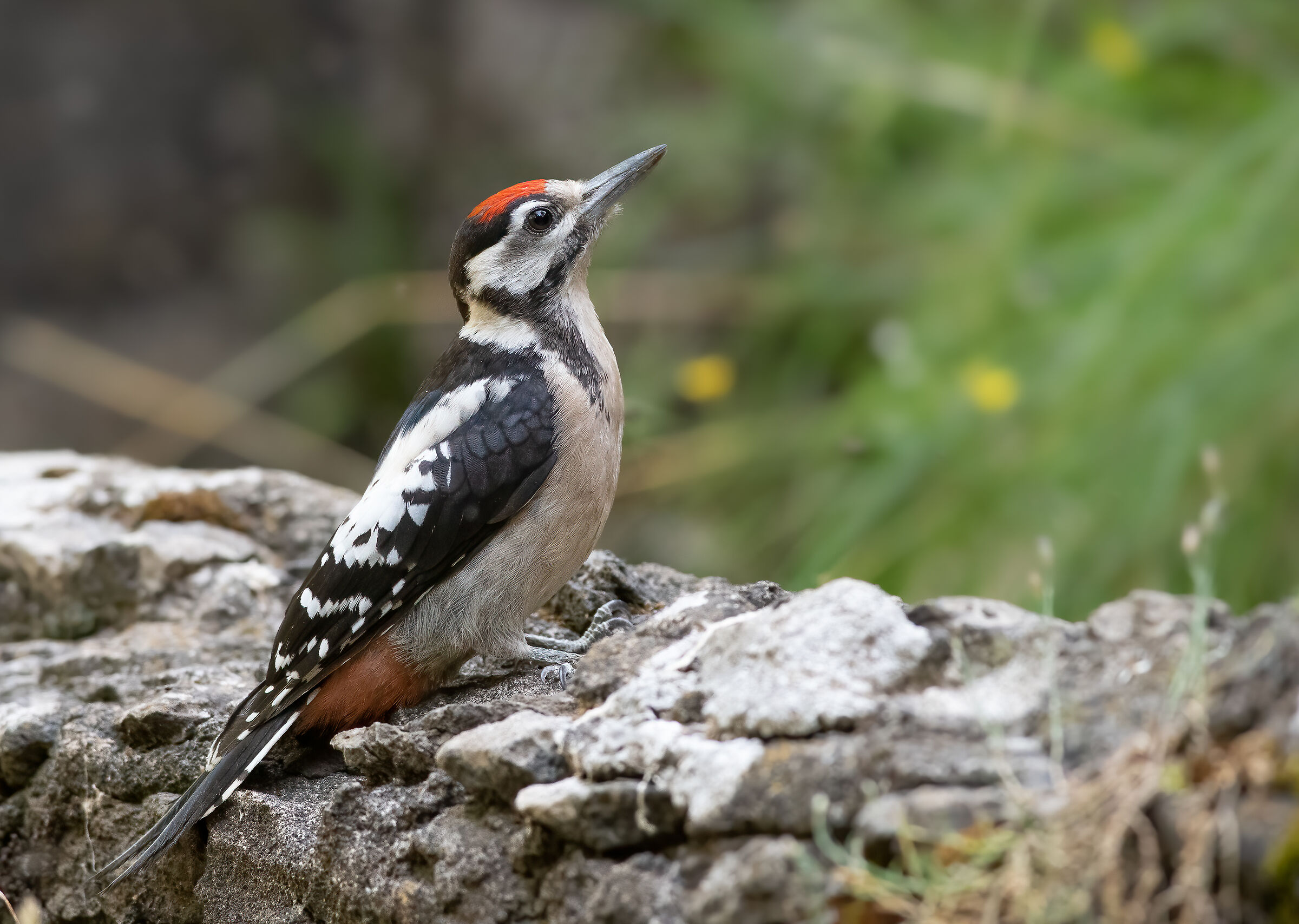 Great spotted woodpecker (m)