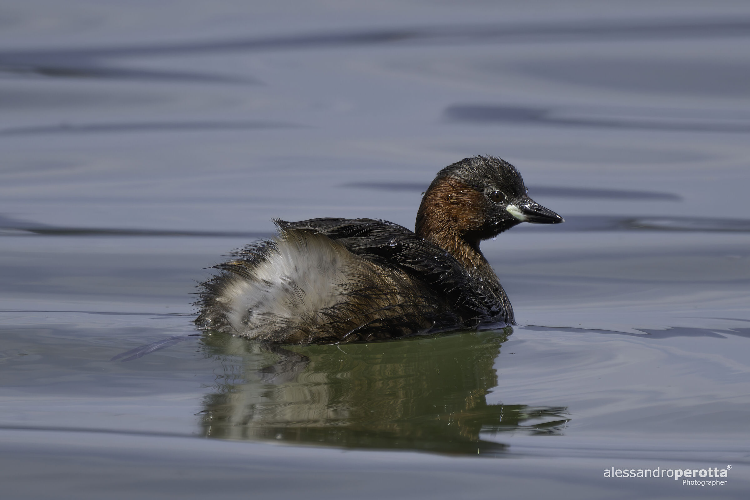 Tachybaptus ruficollis