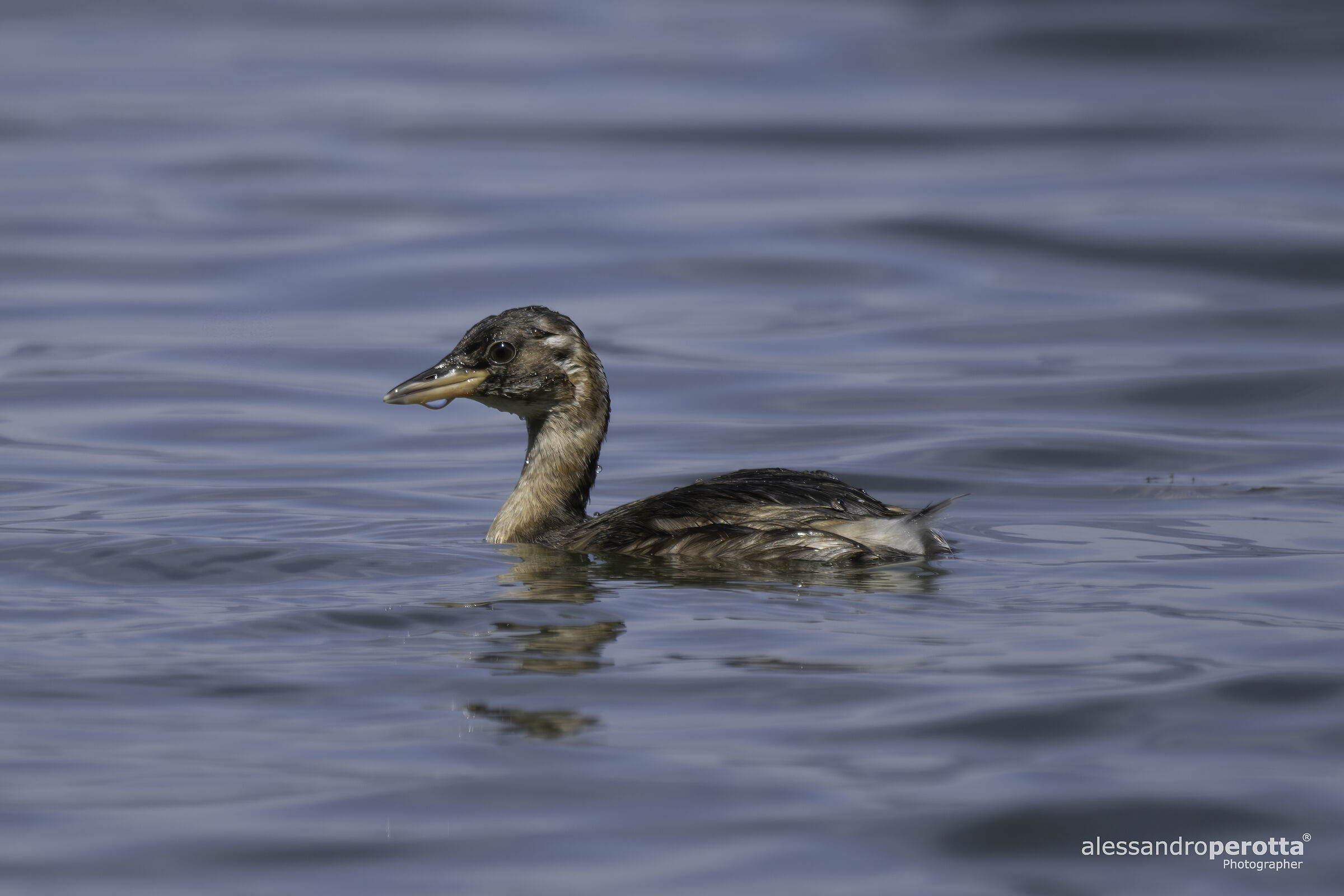 Tachybaptus ruficollis