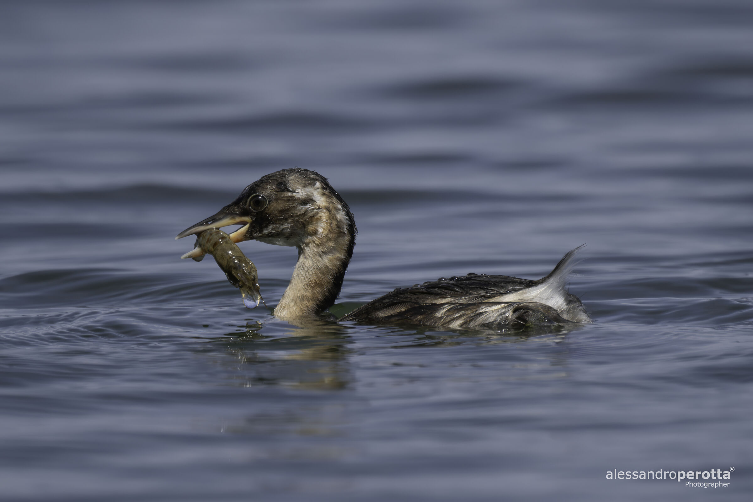 Tachybaptus ruficollis