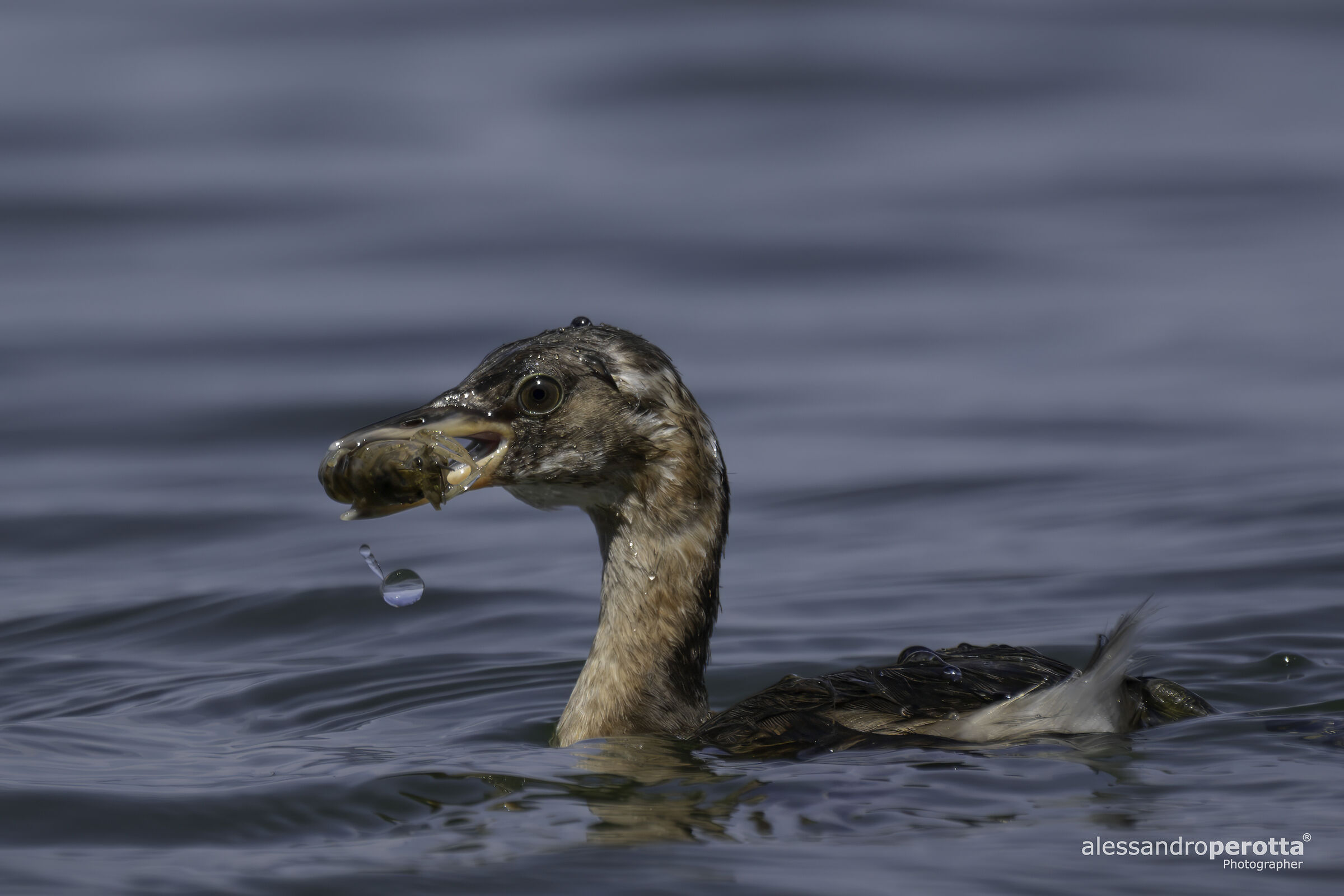 Tachybaptus ruficollis