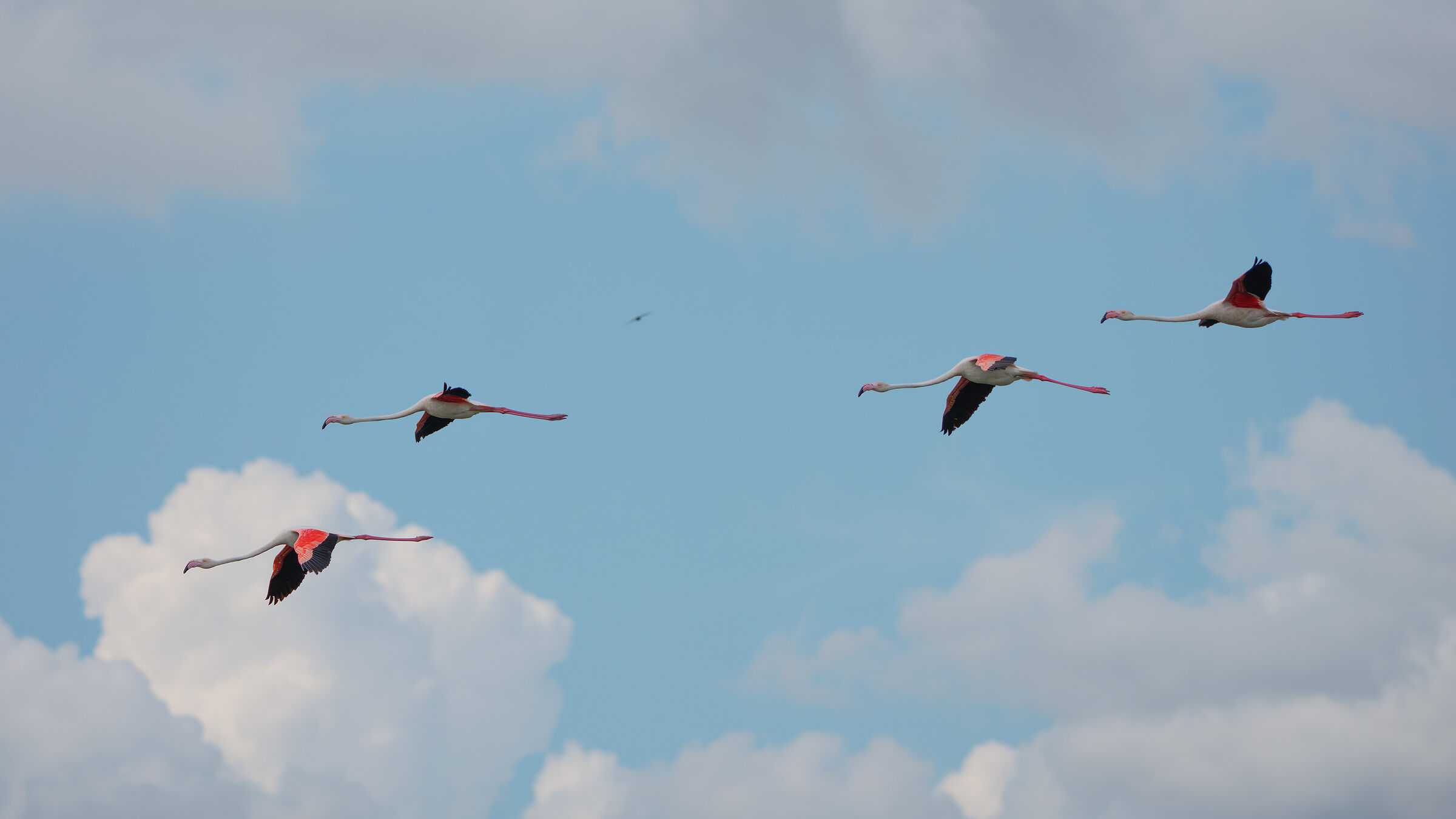 Flamingos in flight
