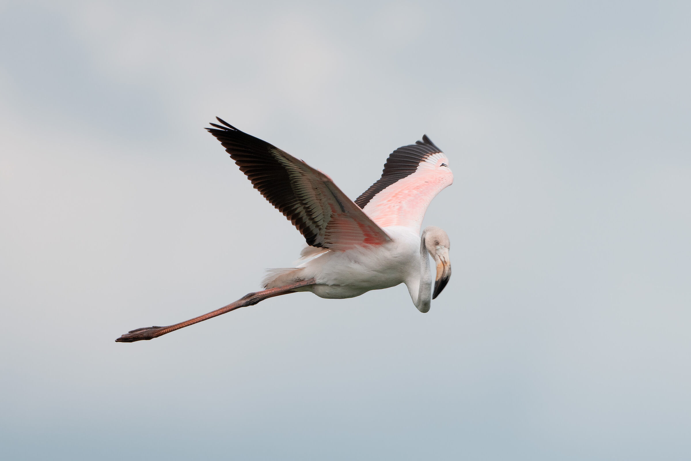 Giovane fenicottero rosa