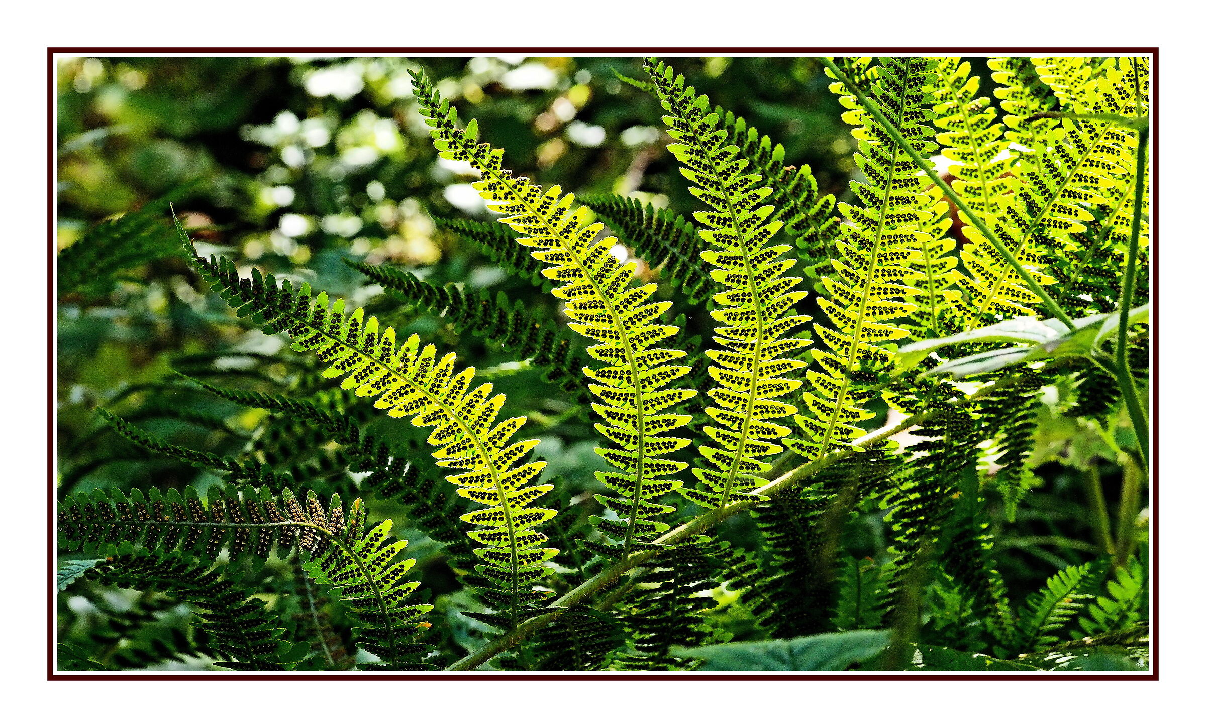 Pteridophyta