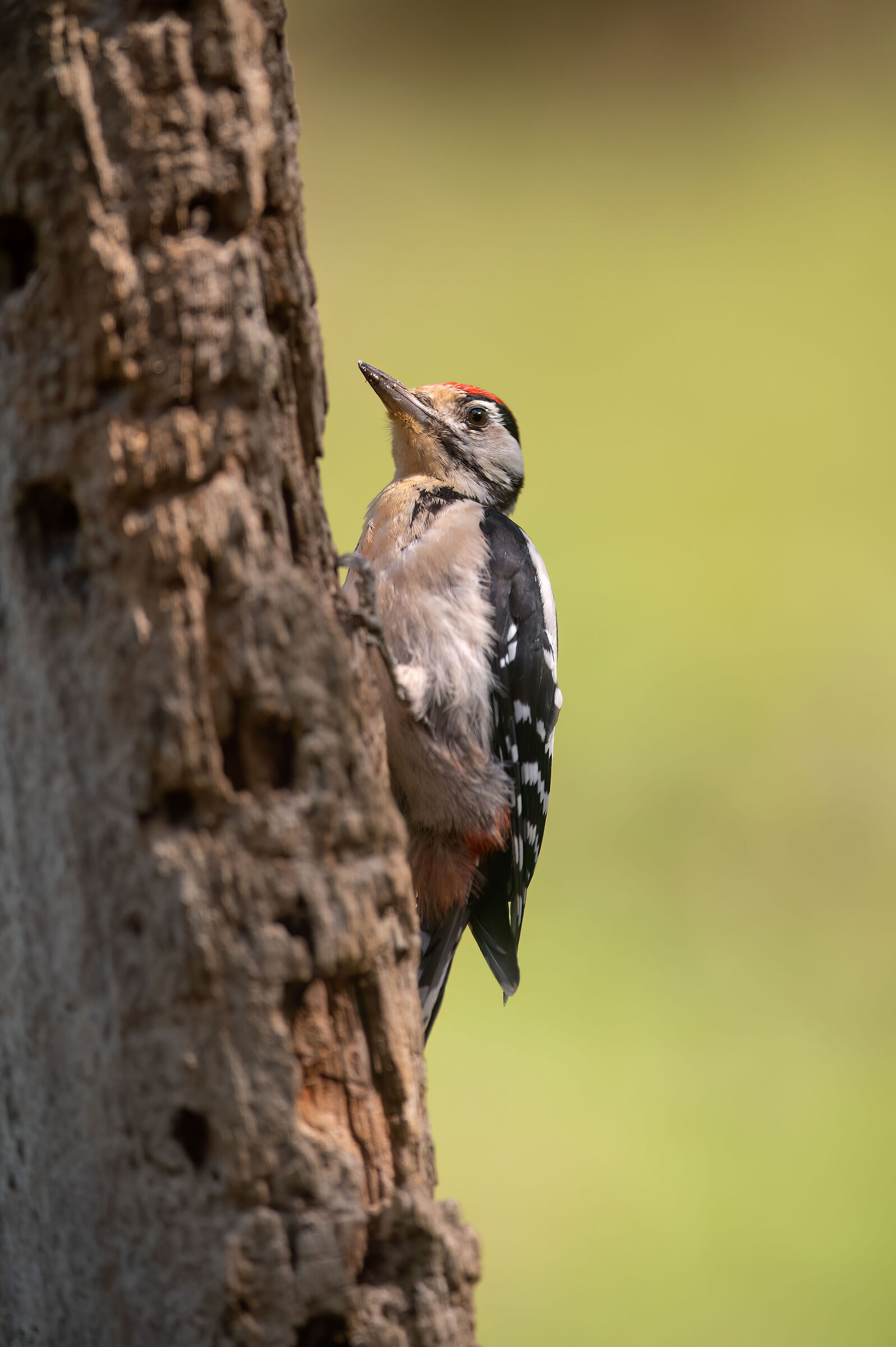 Spotted woodpecker
