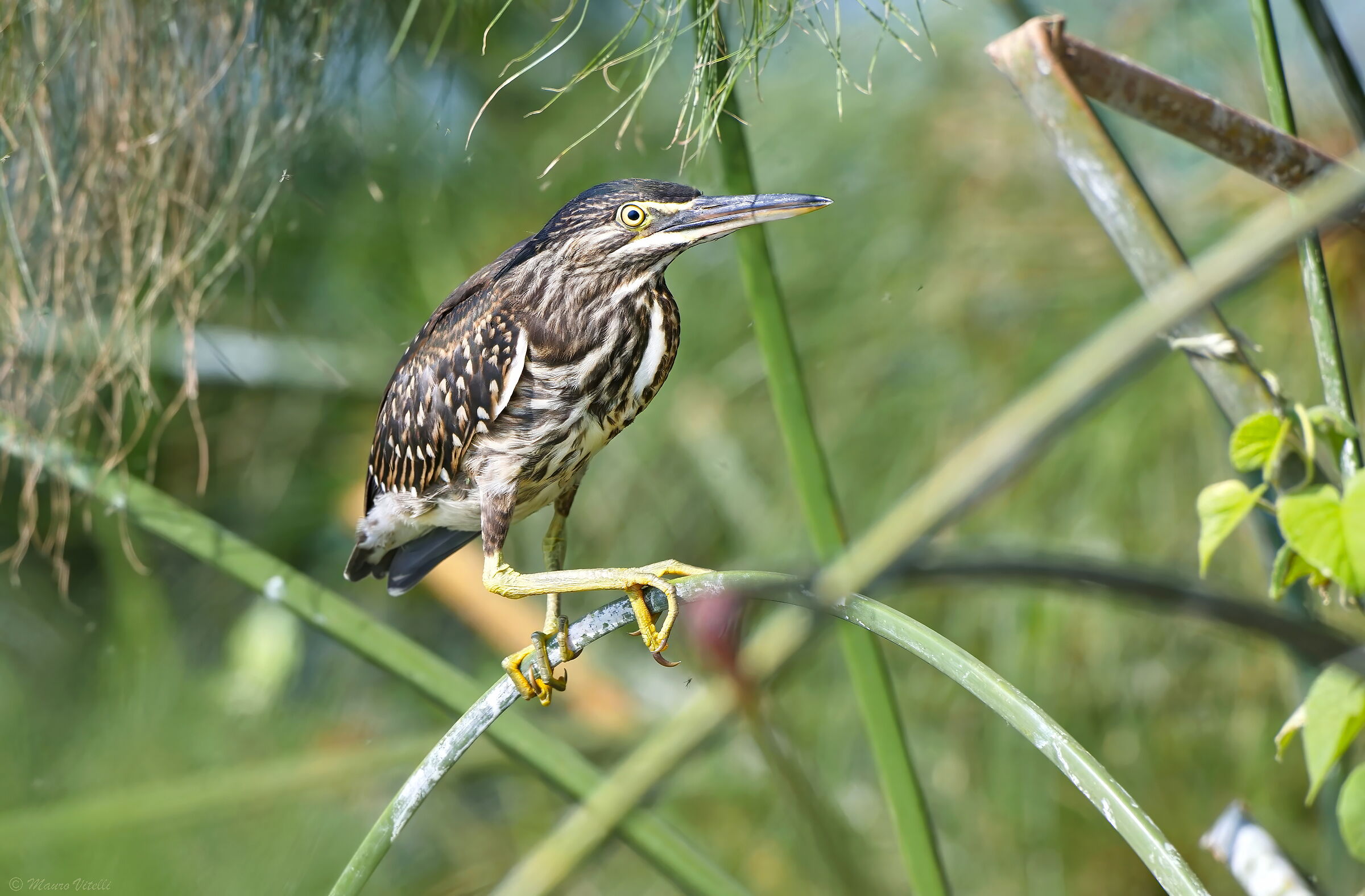 Striped Heron juv. (Butorides striata)