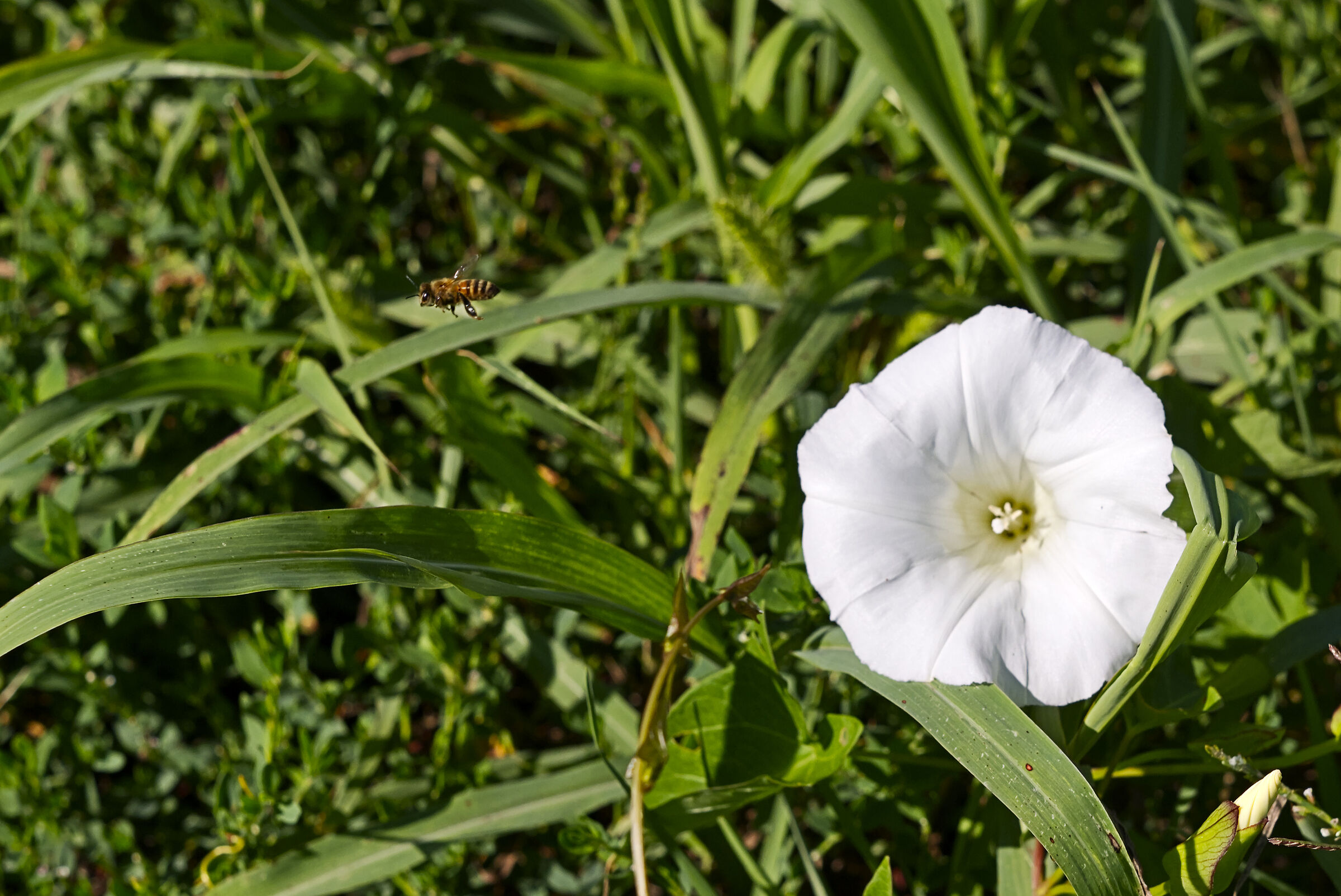 La vespa ed il Fiore