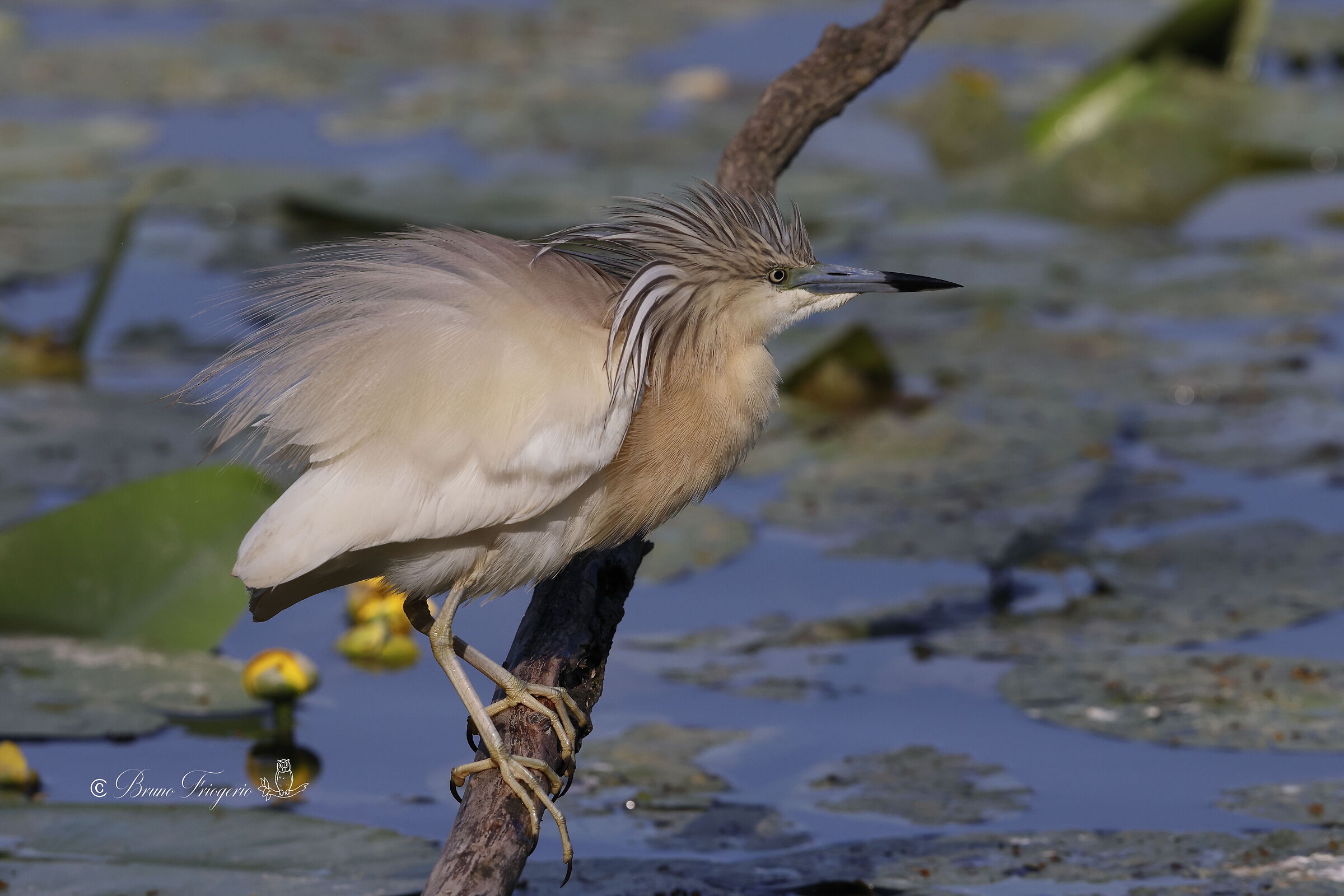 squacco heron