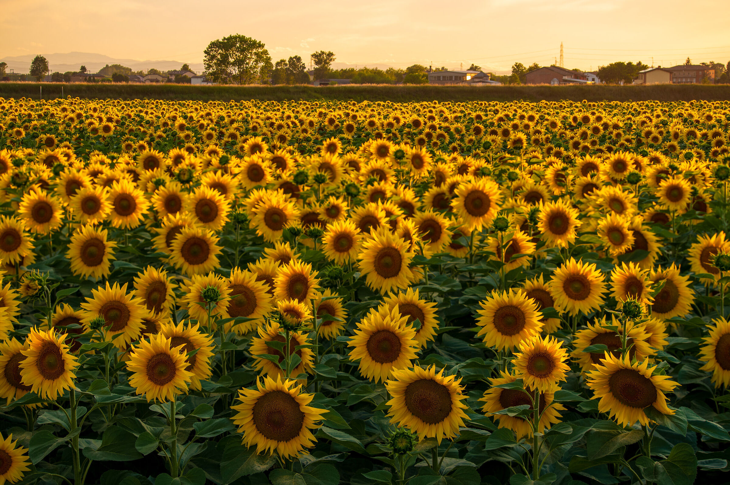 Campo di girasoli