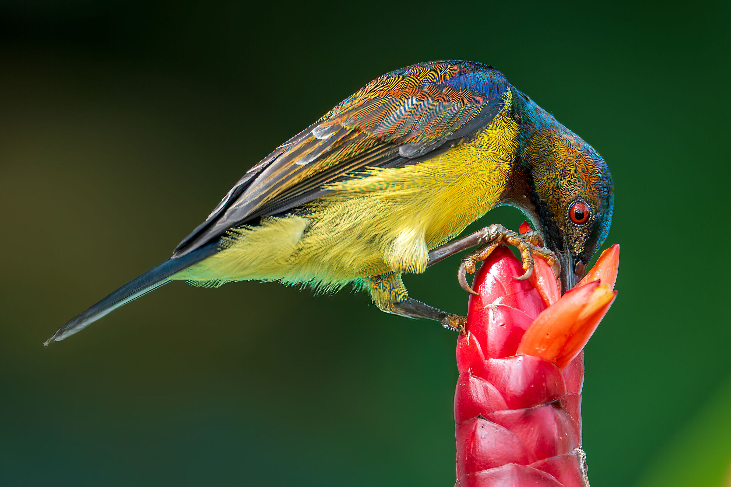 Brown Throated Sunbird (Male)