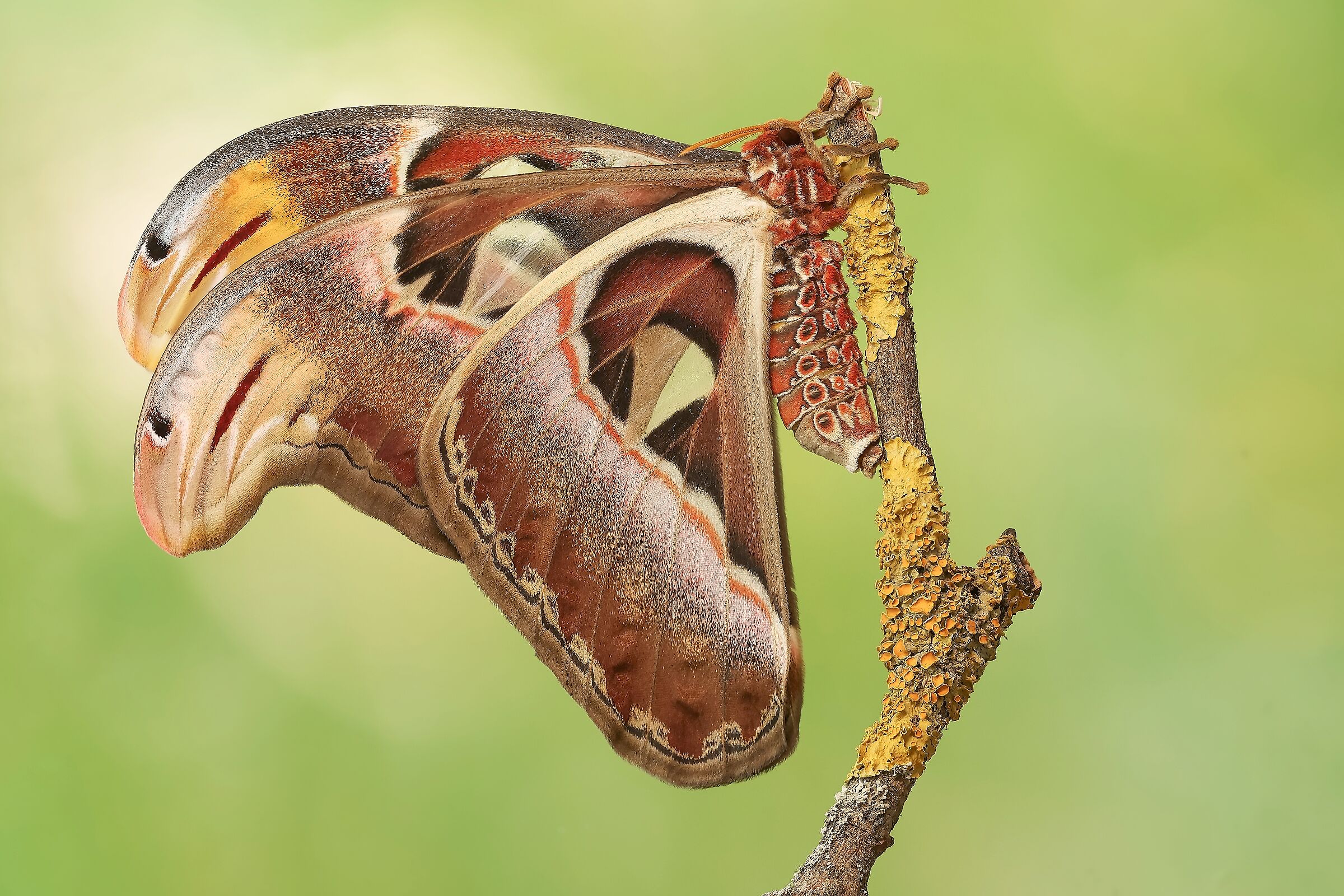 Attacus atlas (femmina)