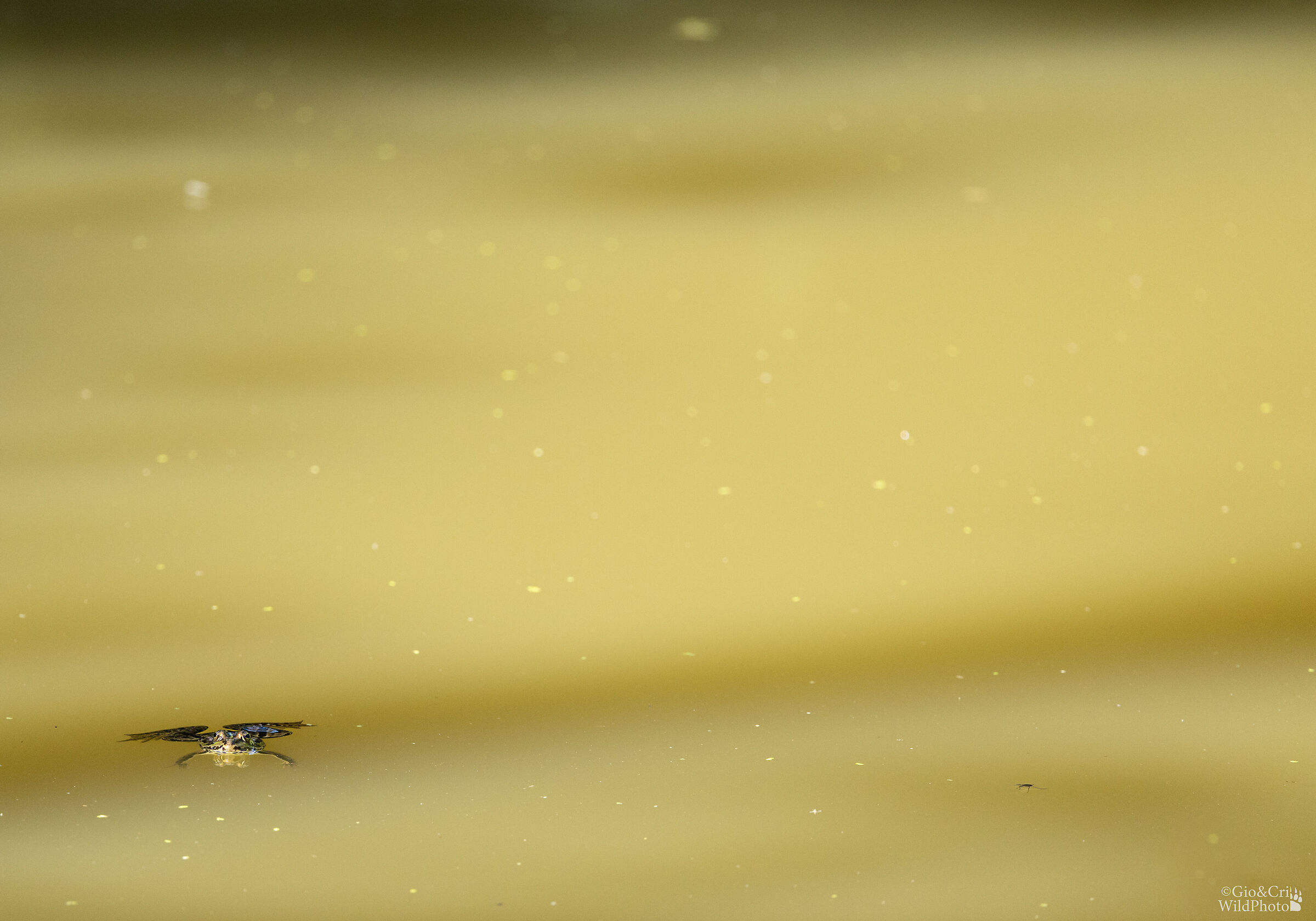 A frog in the gold pool
