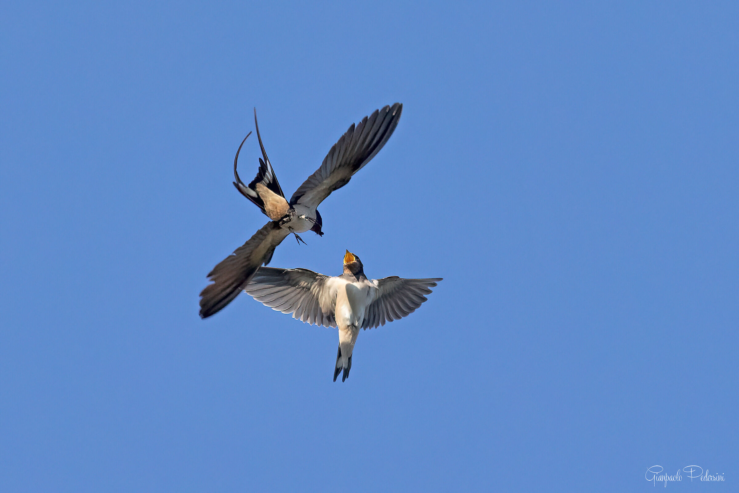 Imbeccata in volo