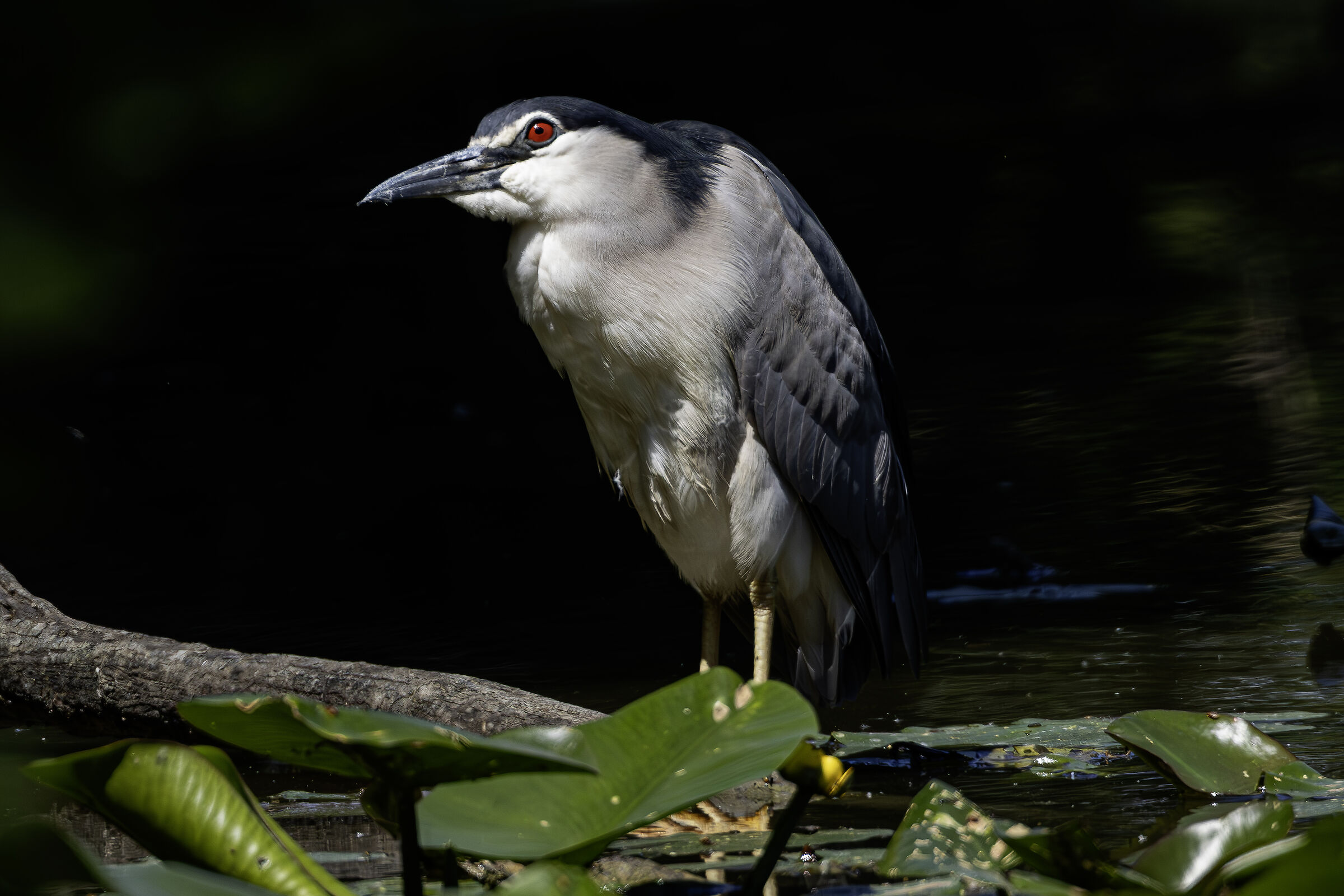 Nitticora al sole