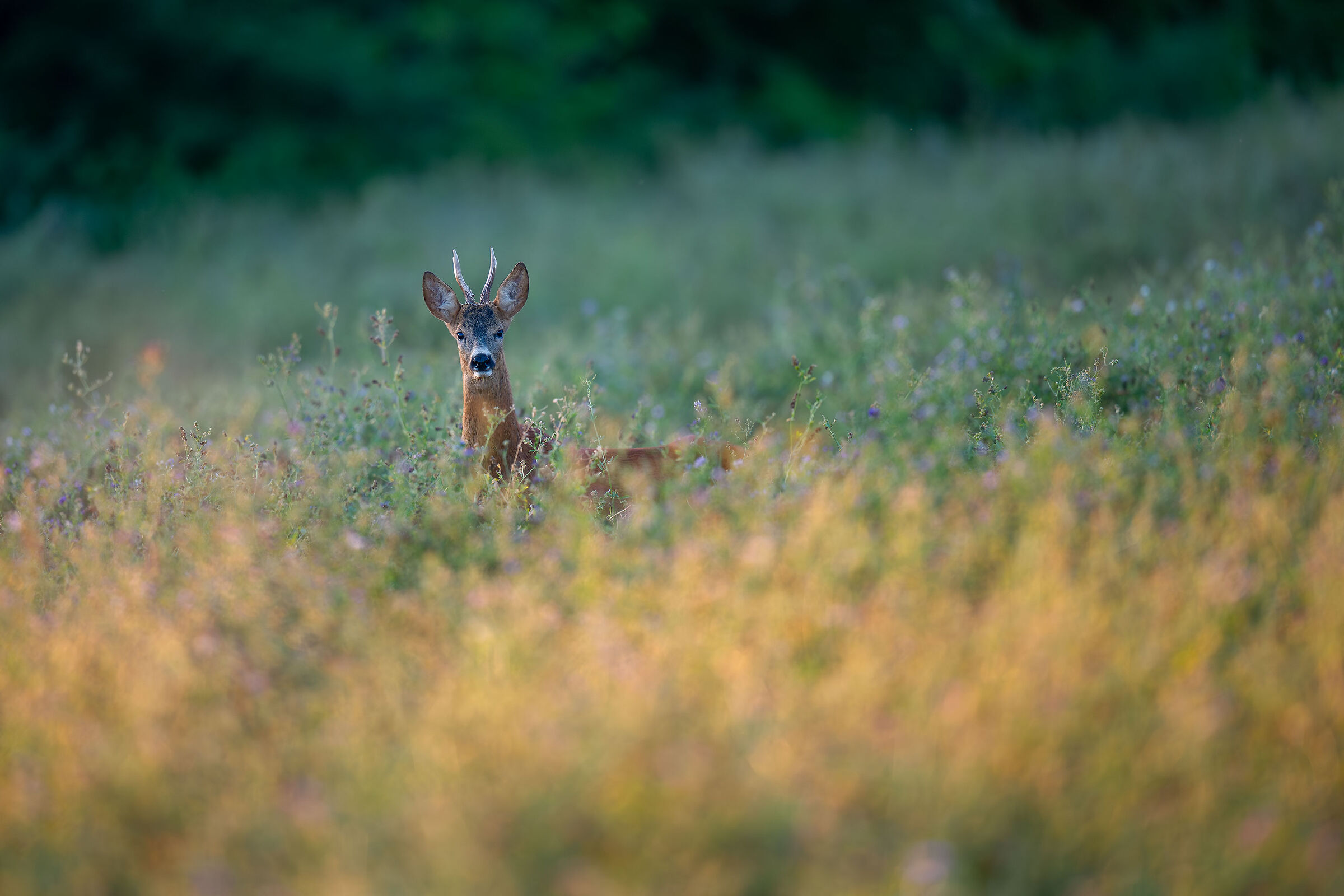 L'alba delle 06:25 - Capriolo M.