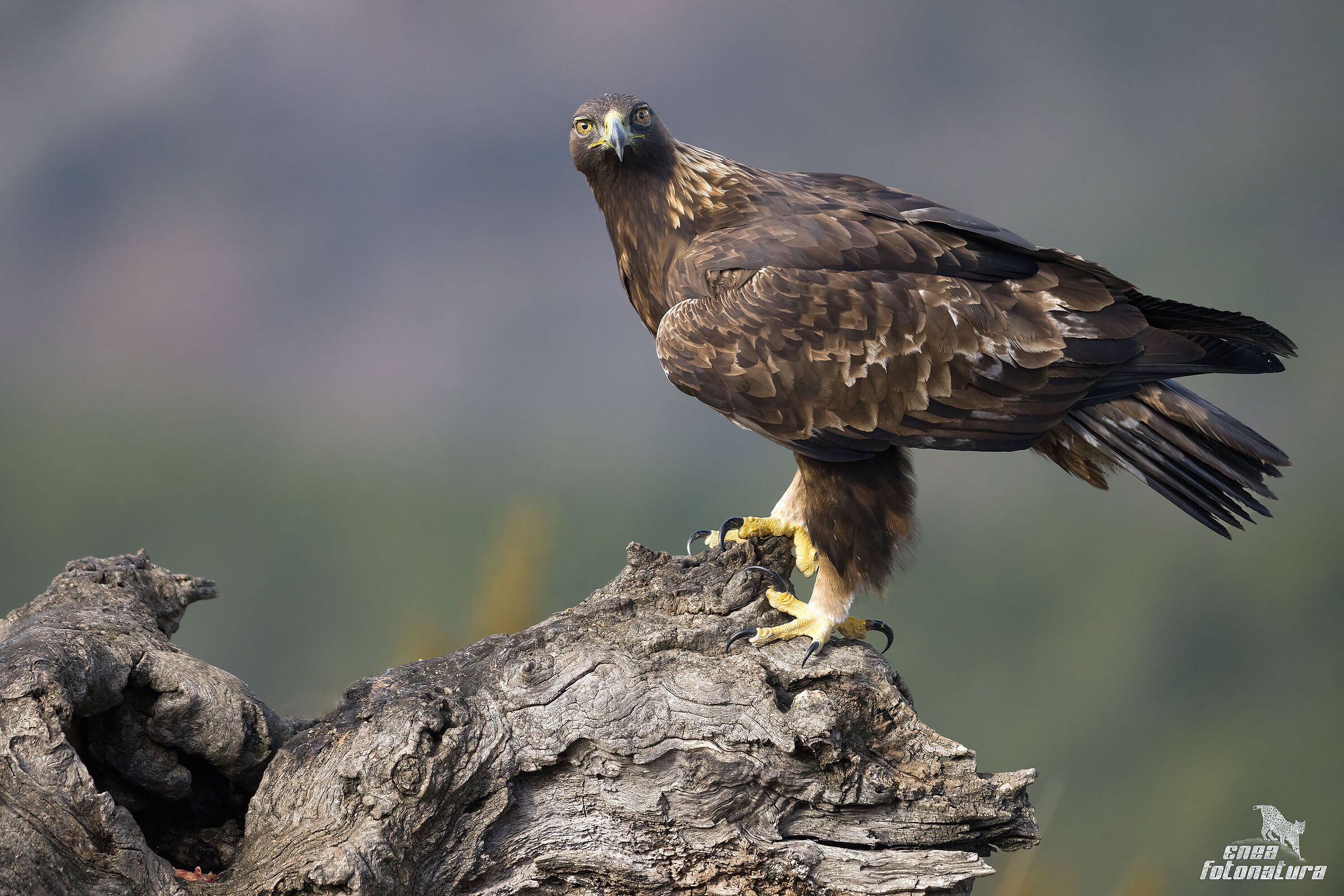 GOLDEN EAGLE