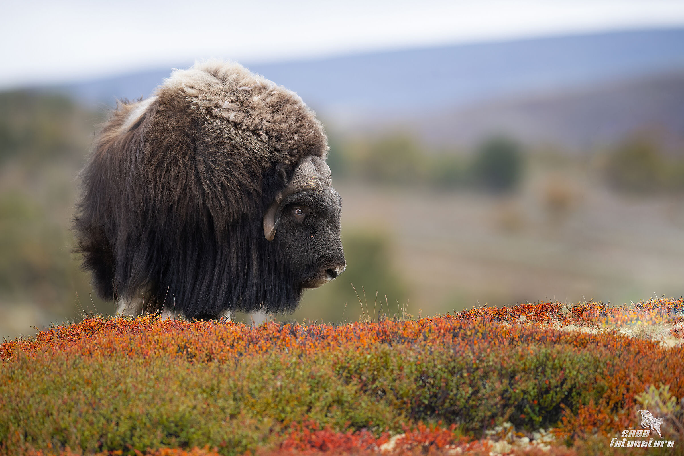 muskox