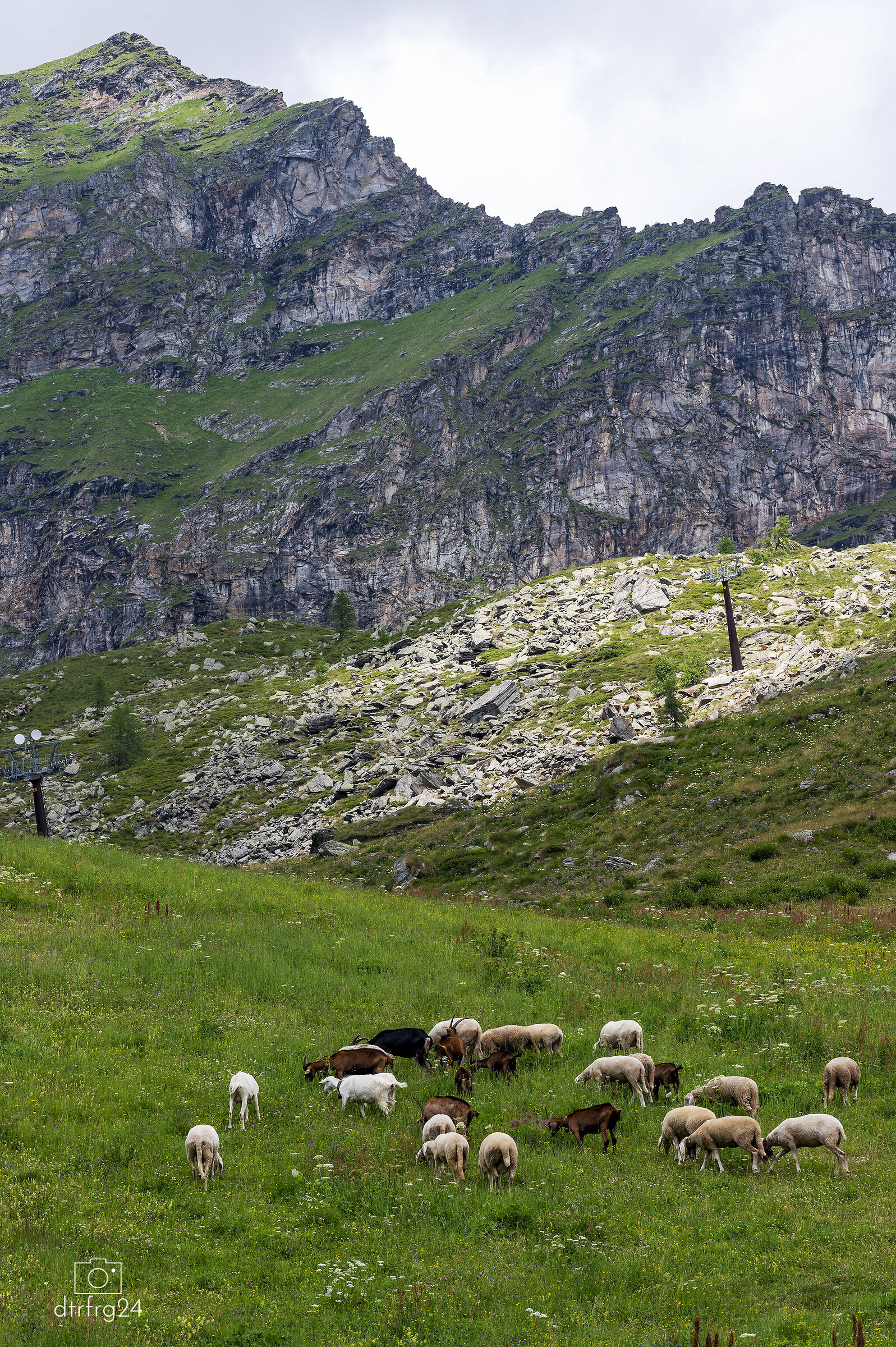 Life in the Alps