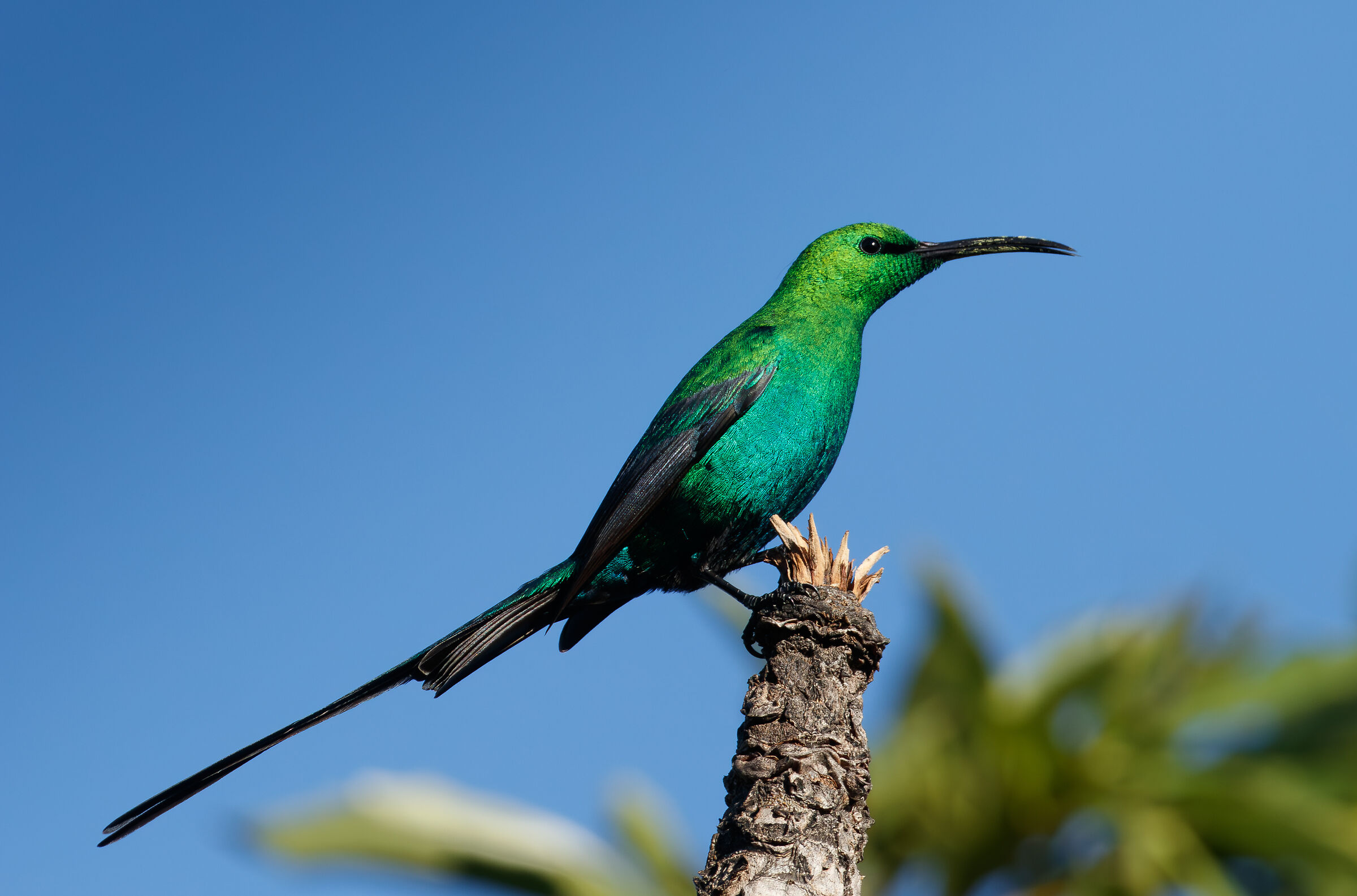 Malachite sunbird (2025)
