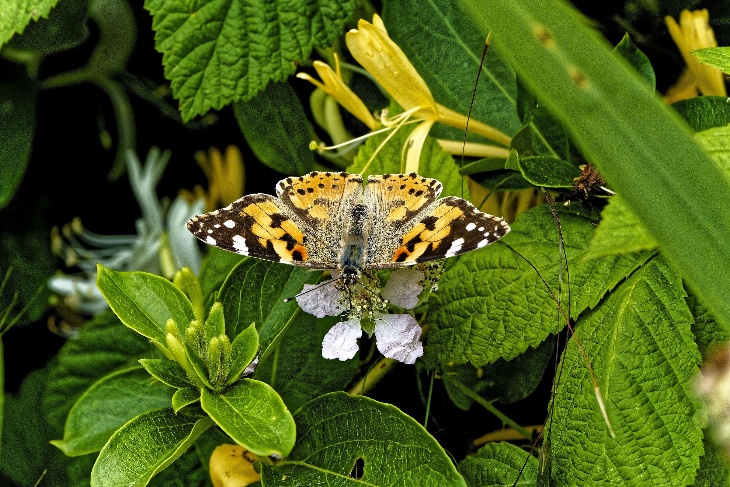 Vanessa Cardui
