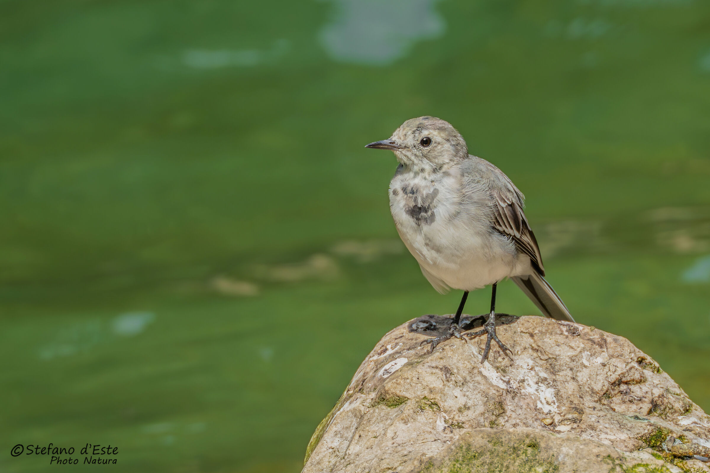 White wagtail