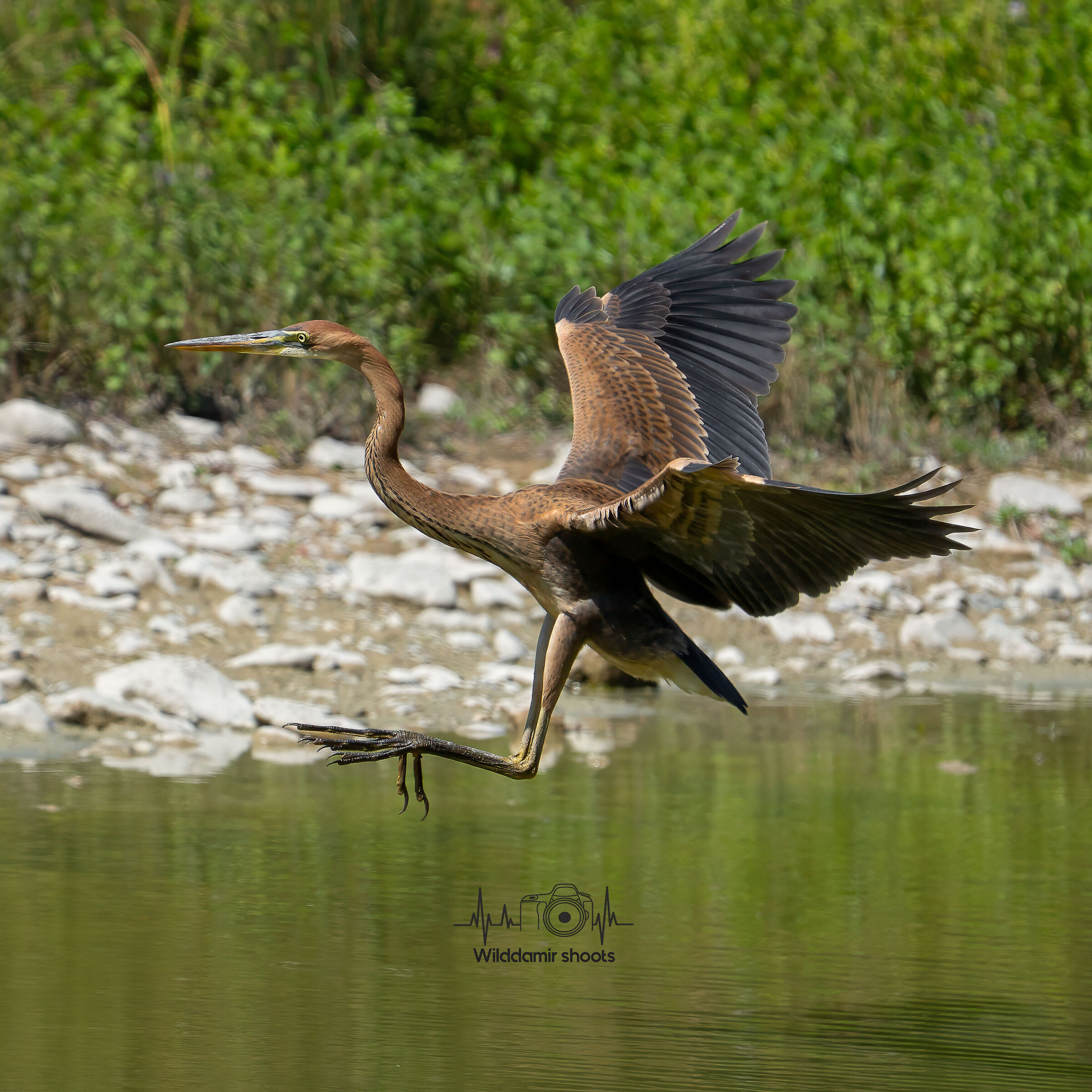 Purple heron