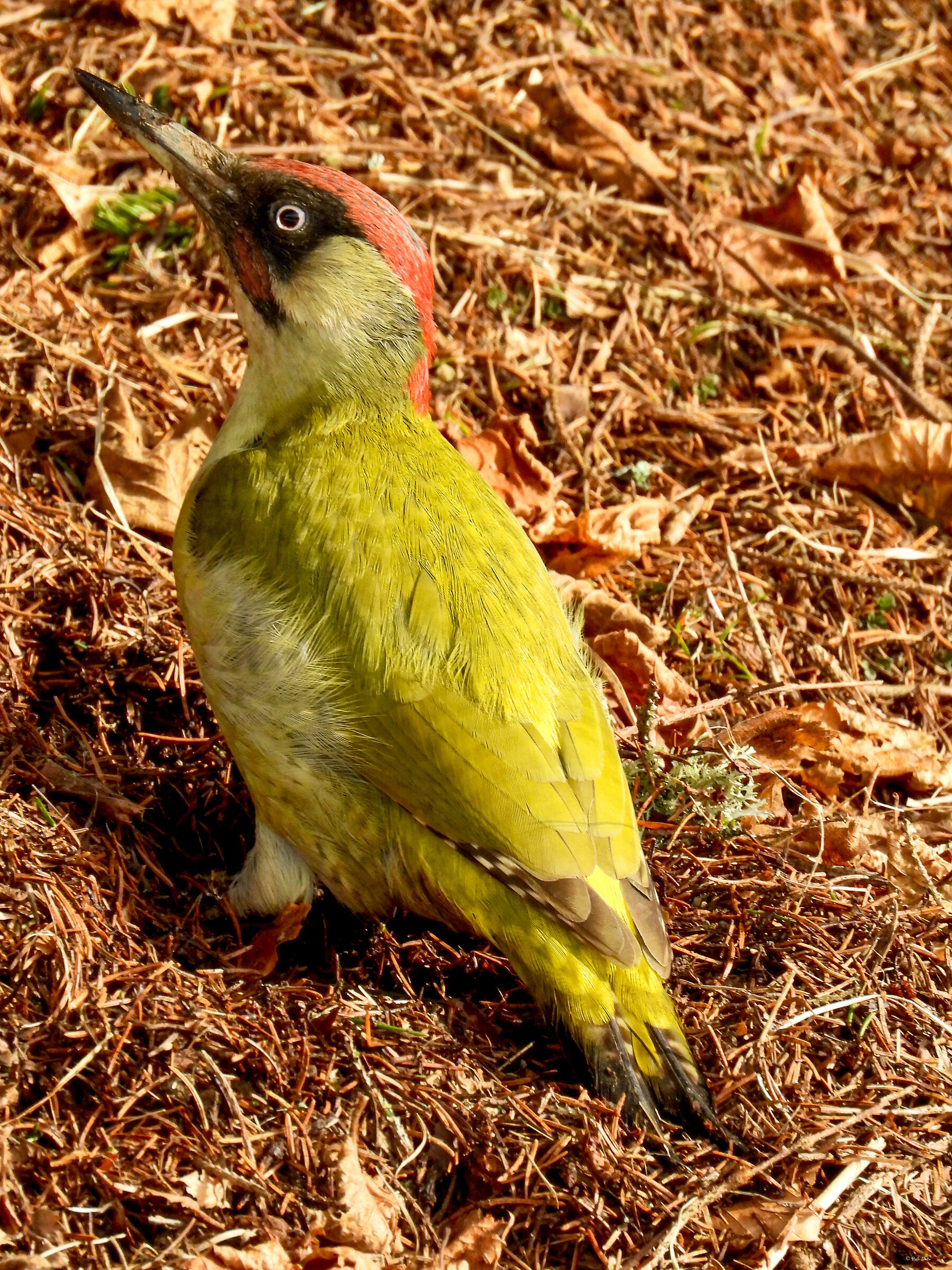 Male Green Woodpecker