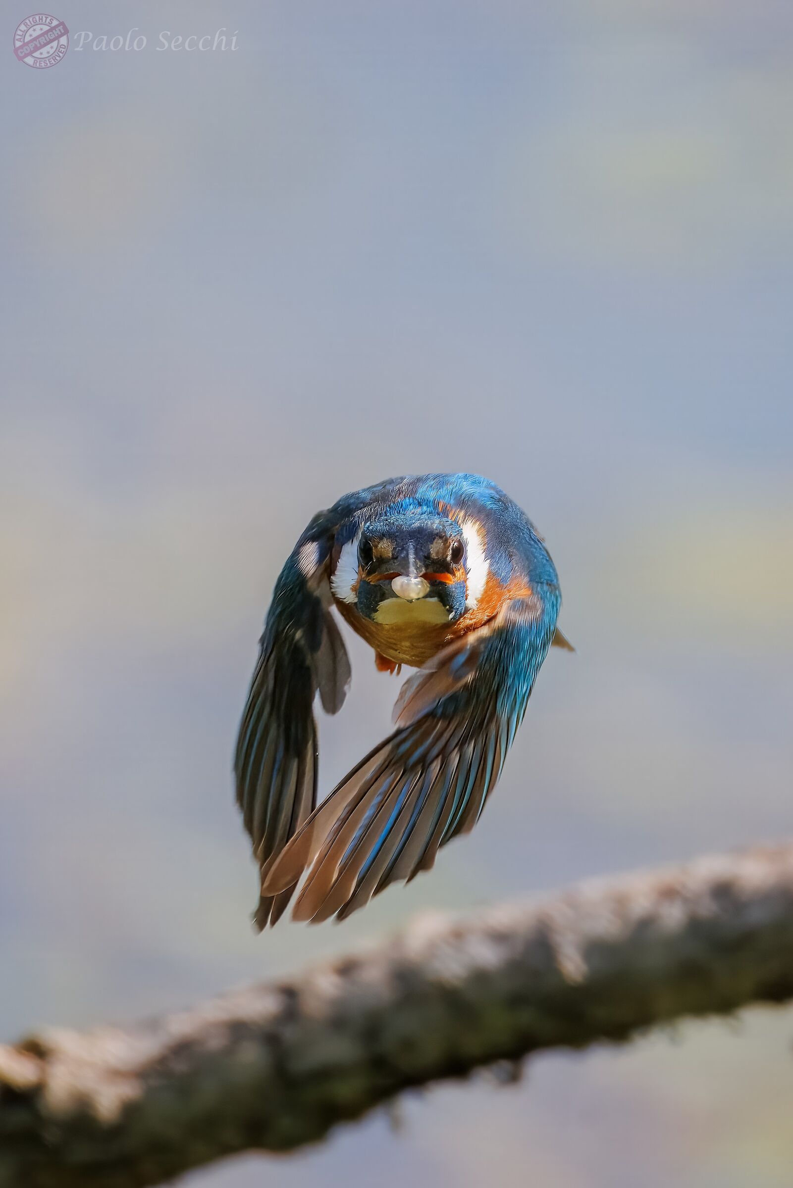 On the way, with prey