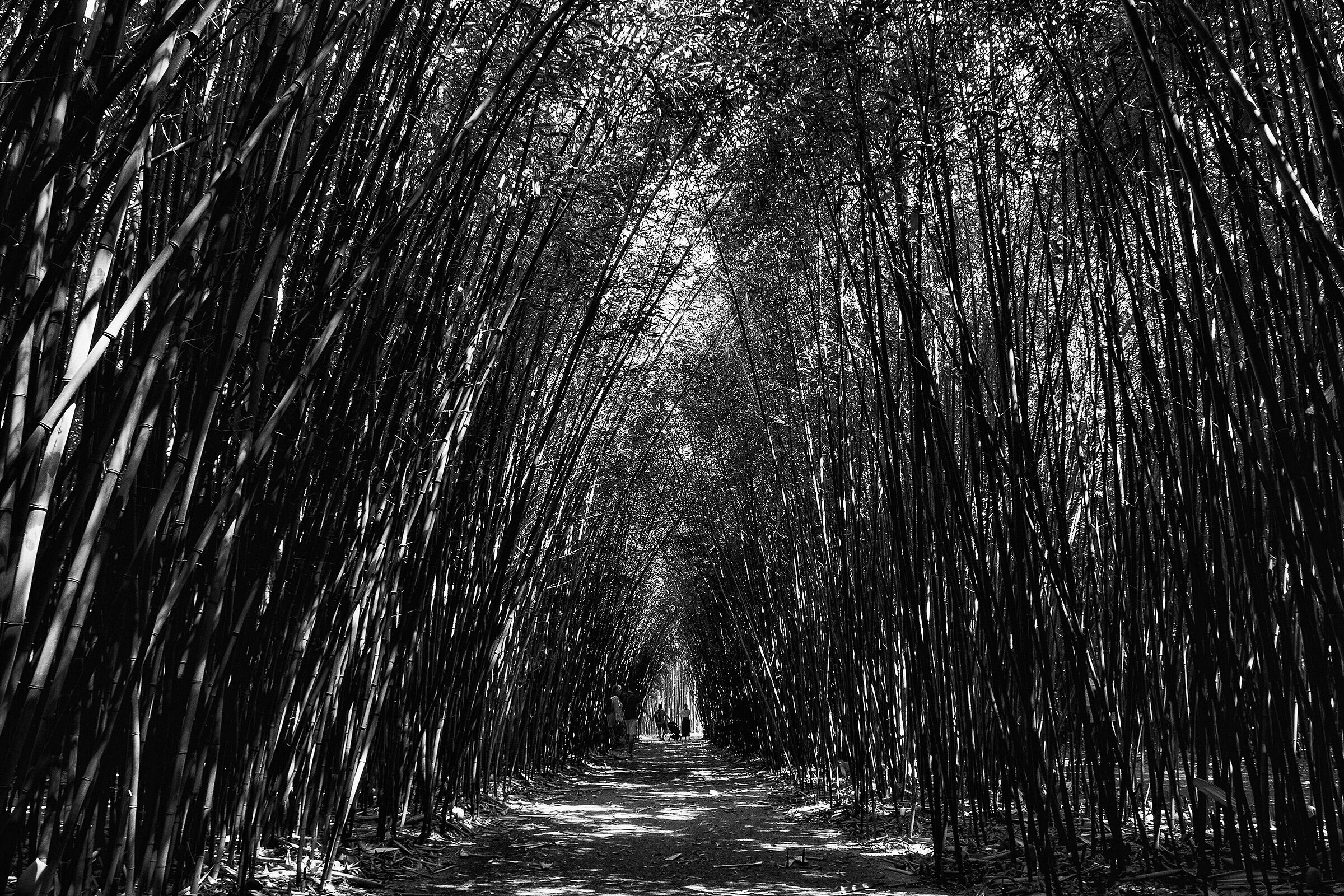 The mysterious labyrinth