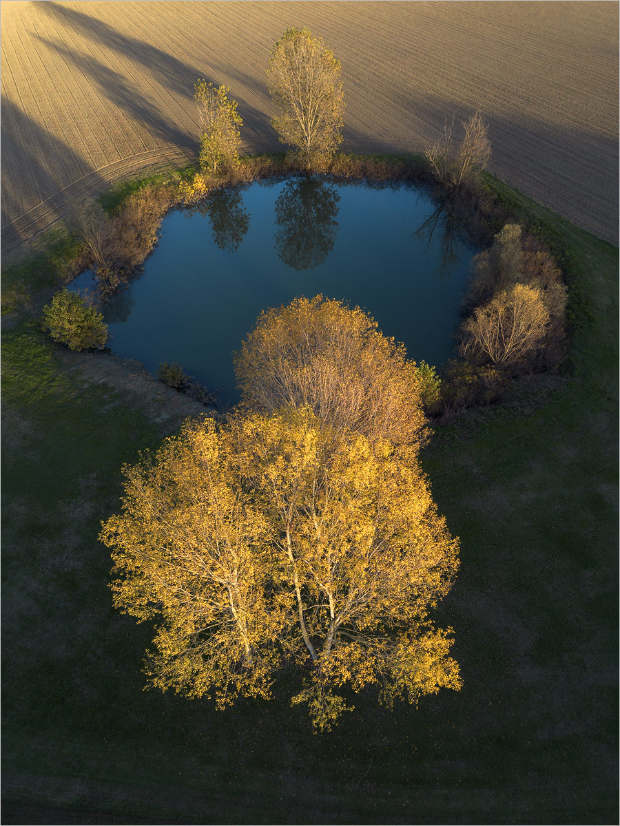 Oasis