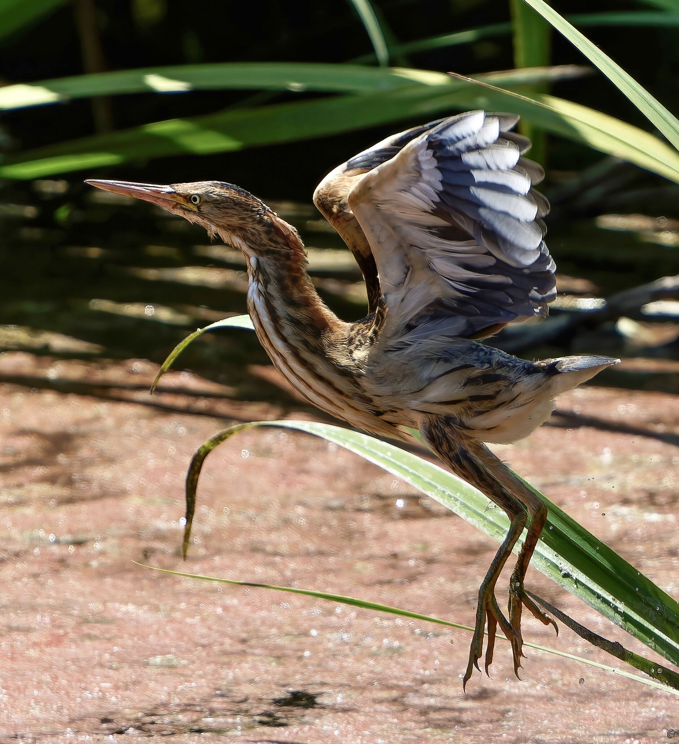 LITTLE BITTERN