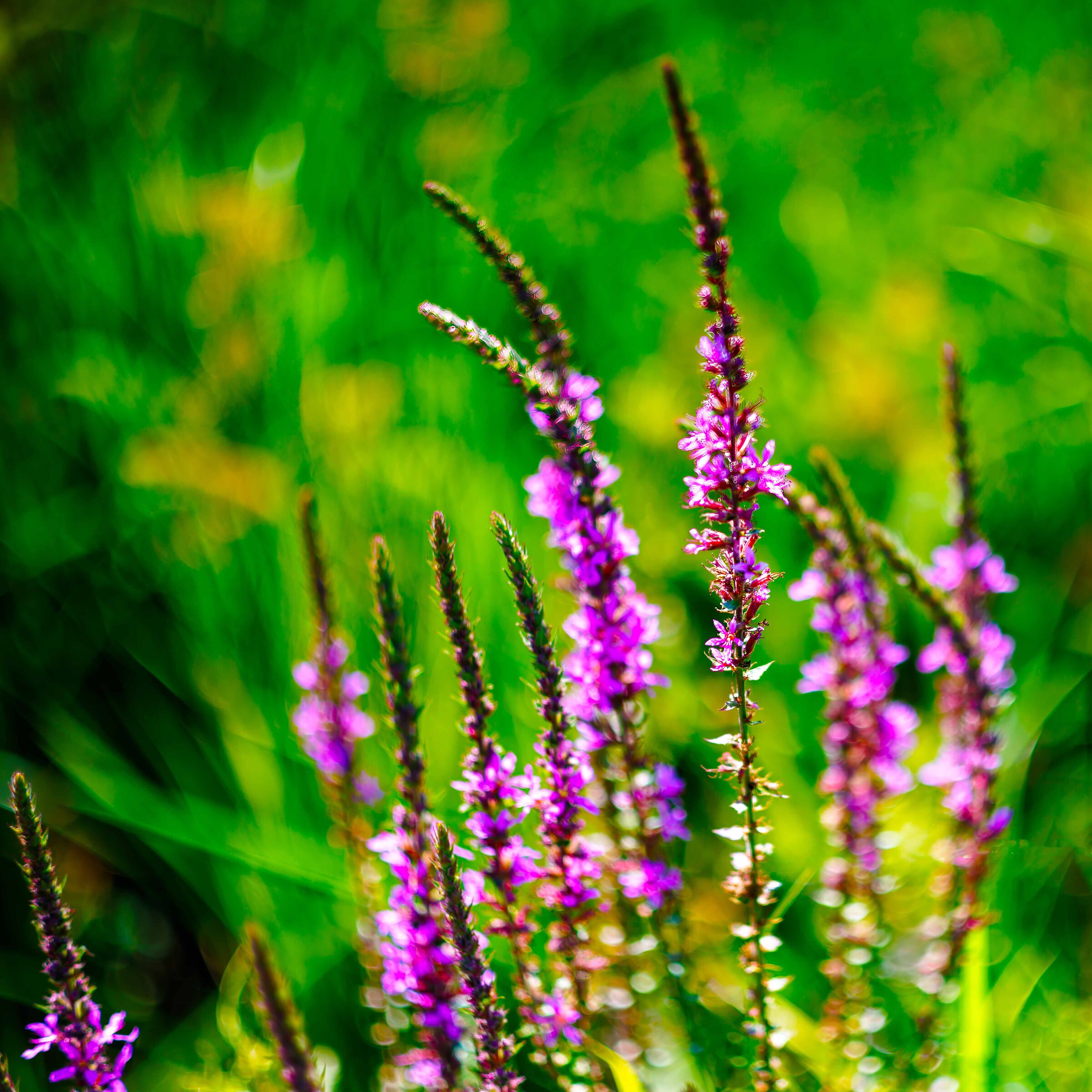 Dream of a Midsummer Day